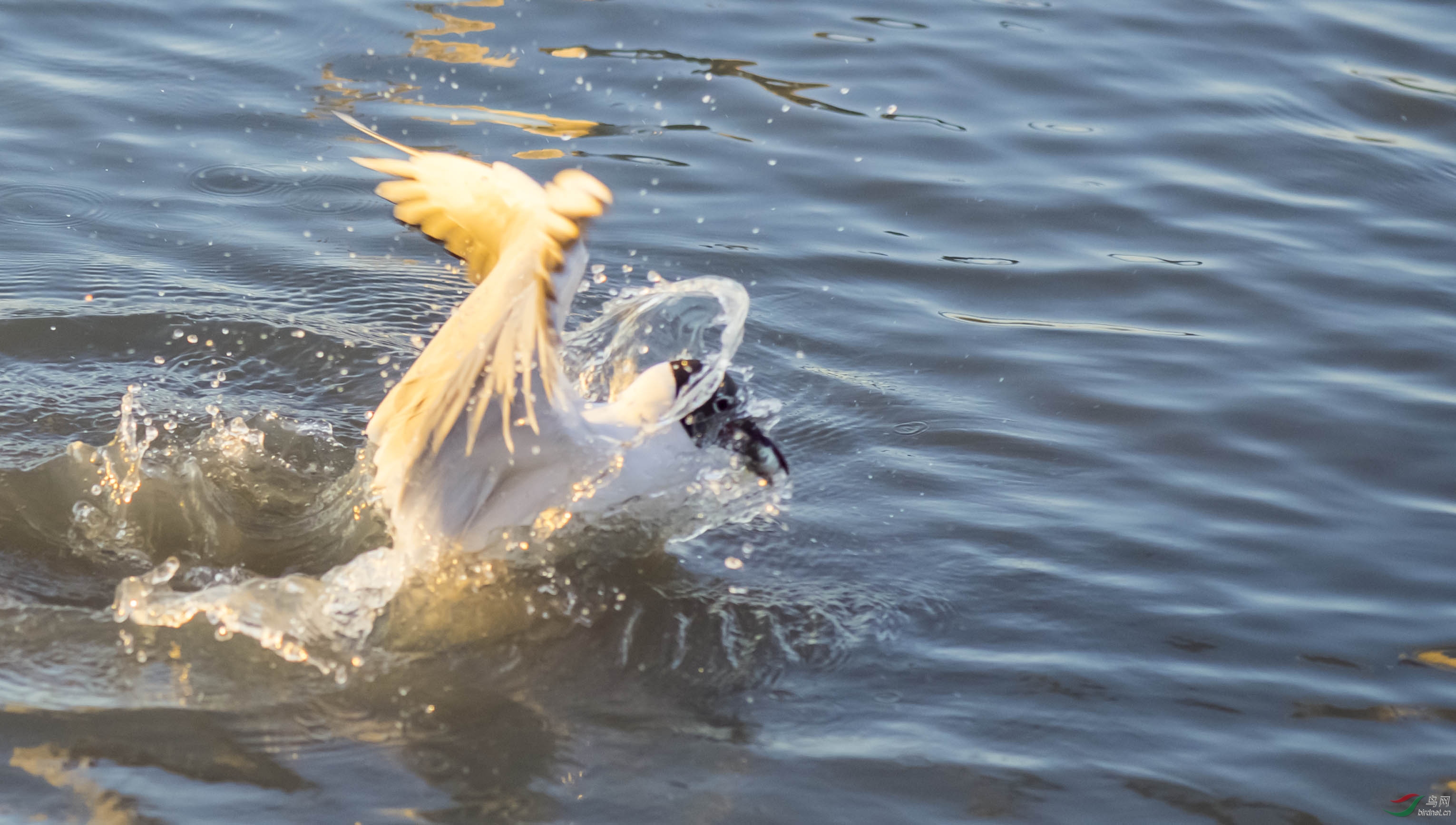 _DSC39356.jpg