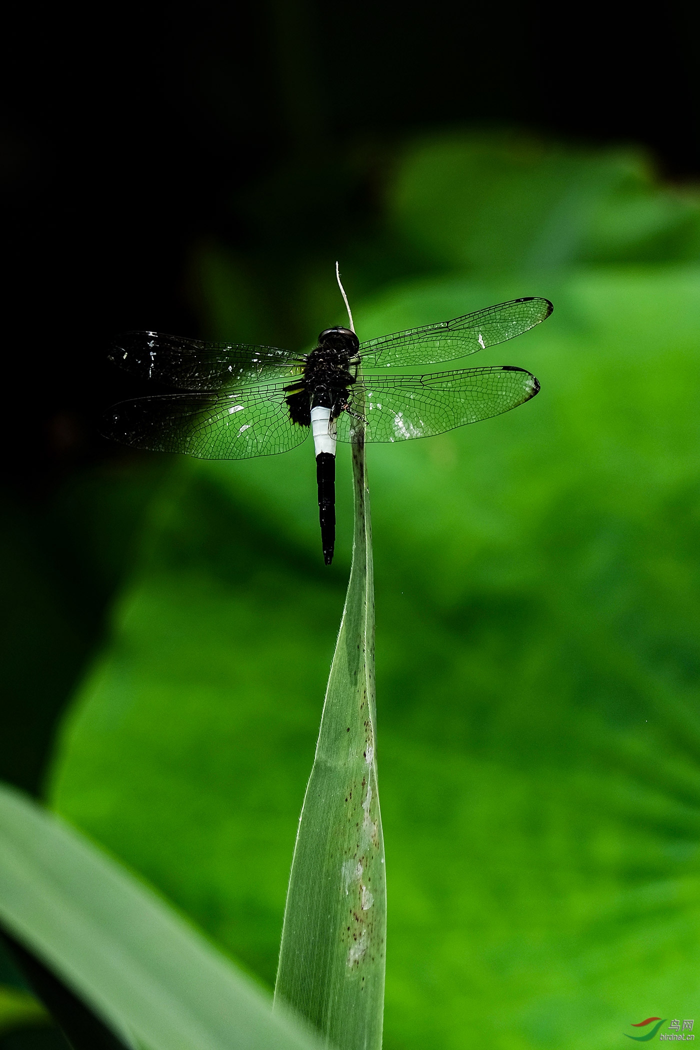 DSCF0086-2.jpg