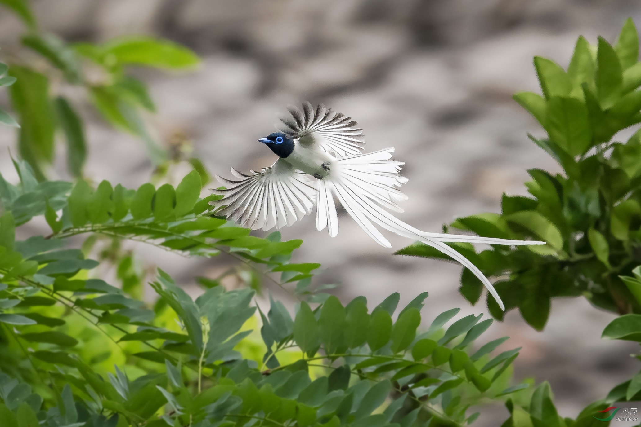 林中仙子 —— 寿带鸟