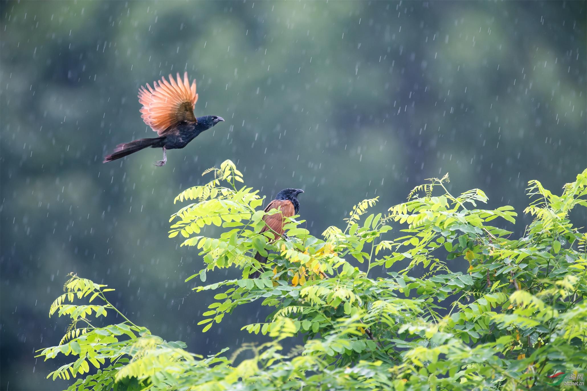 雨中小雅鹃
