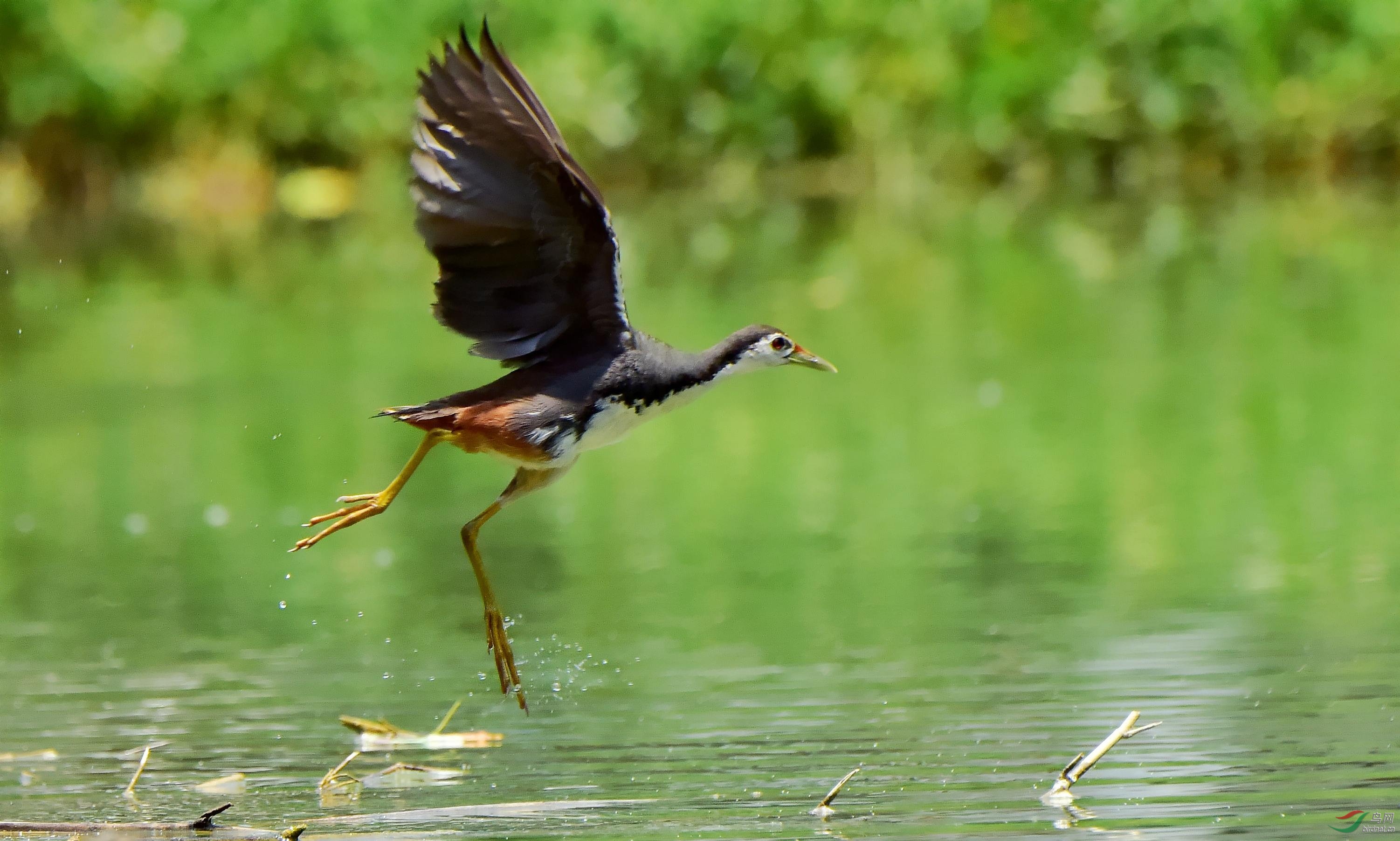 DSC_2227_conew4.jpg