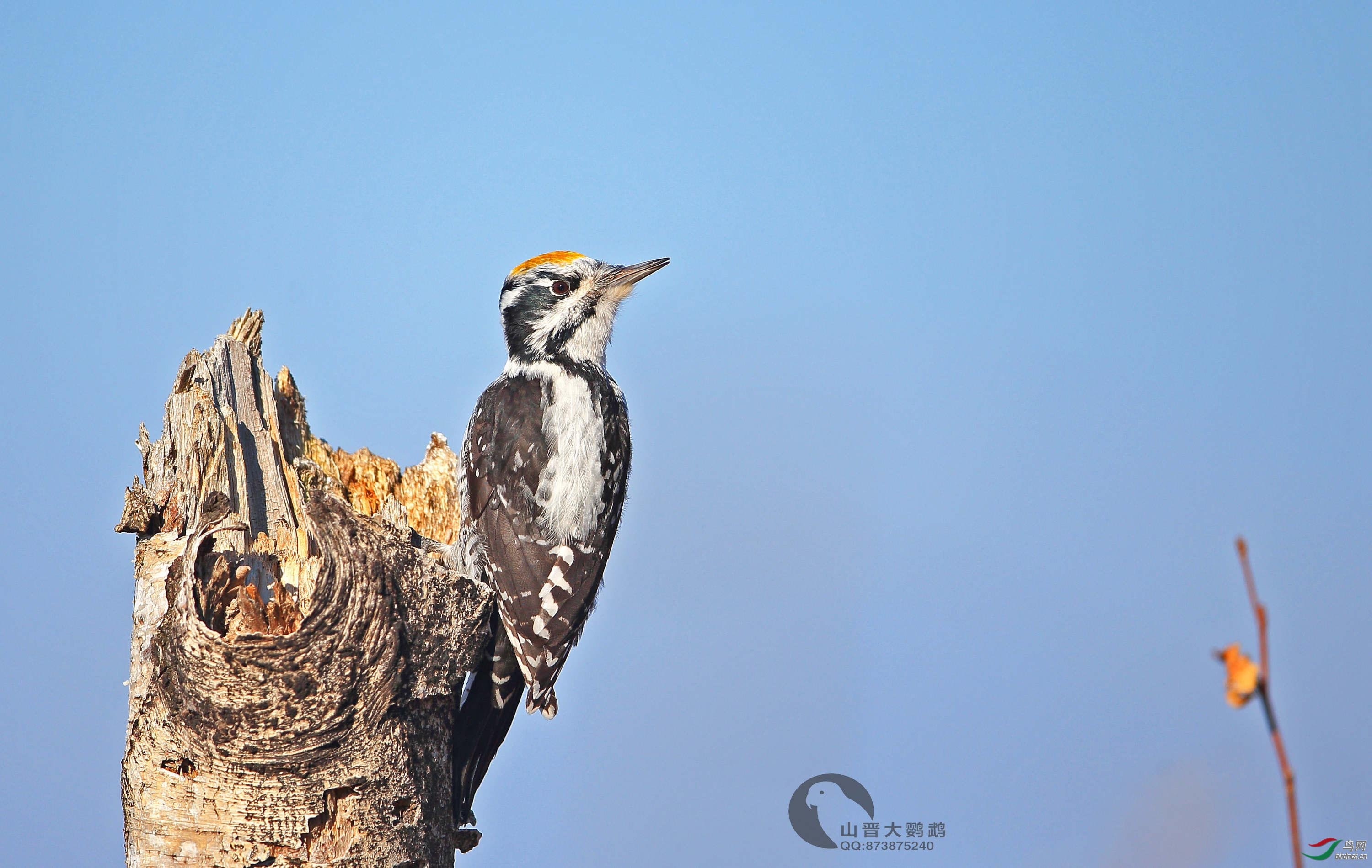 ɽ�������� ��ʦ���������ɹ����������ױ�����500.jpg