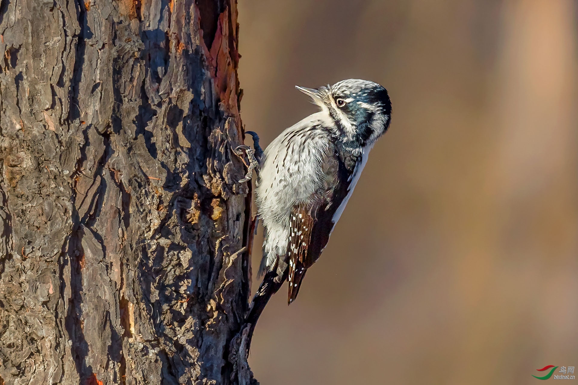 �ѻ����� ��ʦ���������ɹ����������ױ����У���500.jpg