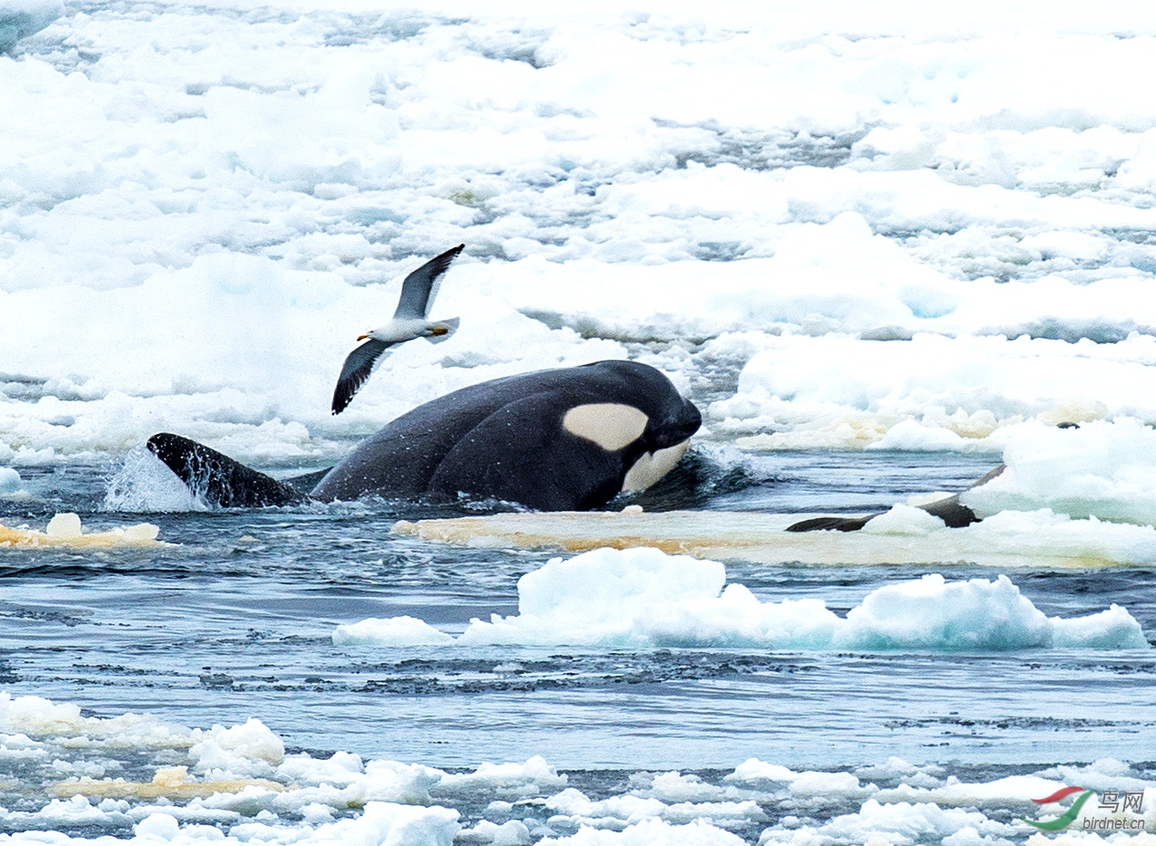 南极虎鲸