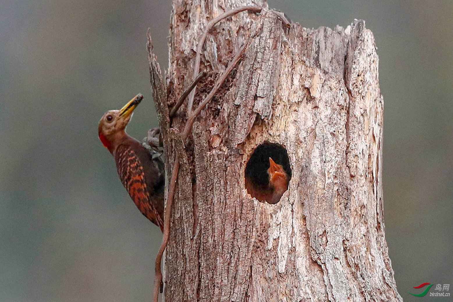 ����׽Ӱ ��ʦ����������ʡ�º���徰����������500.jpg