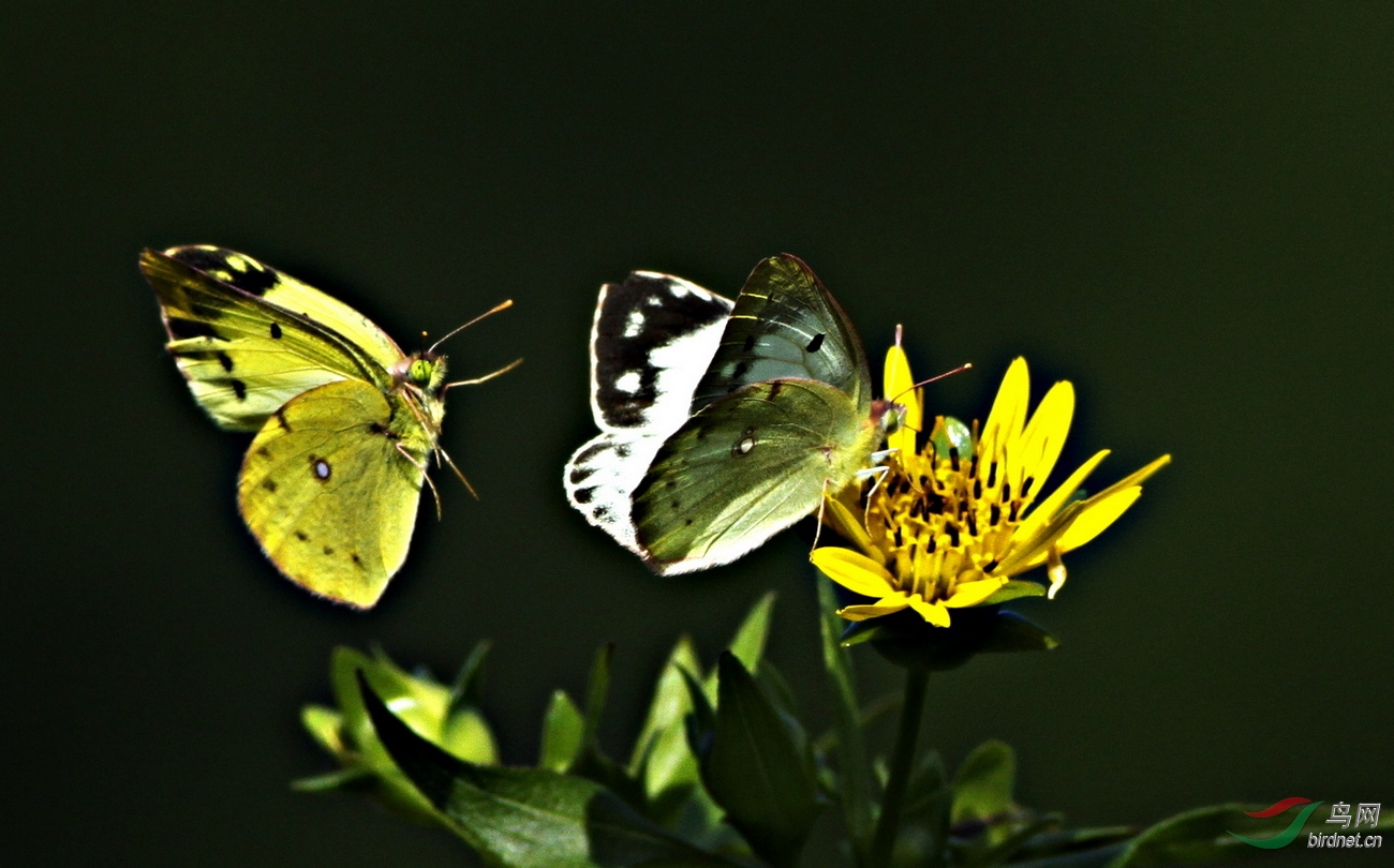 _MG_5954 - ����.jpg