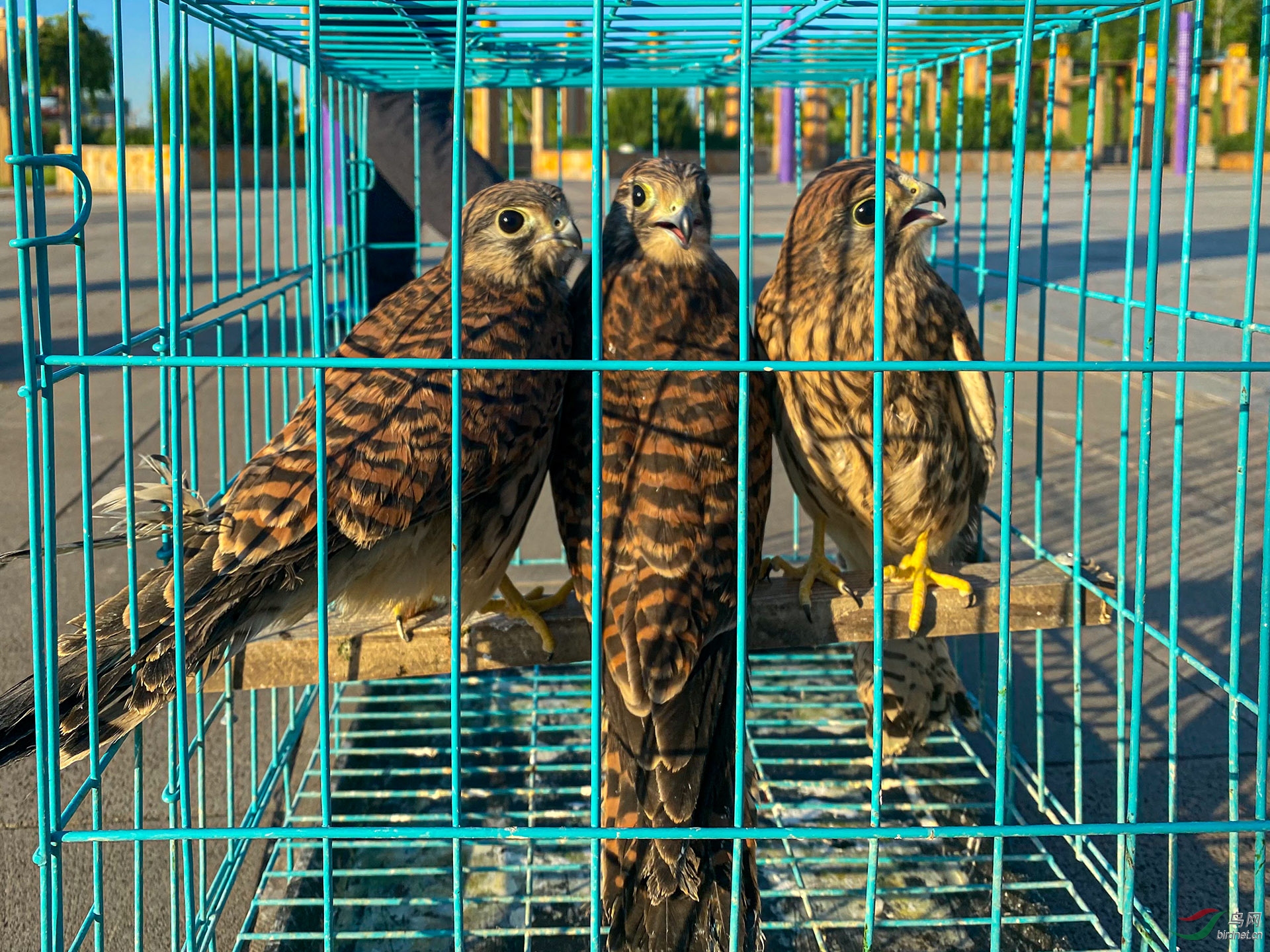 2��׼���ŷɾ�����3ֻ����