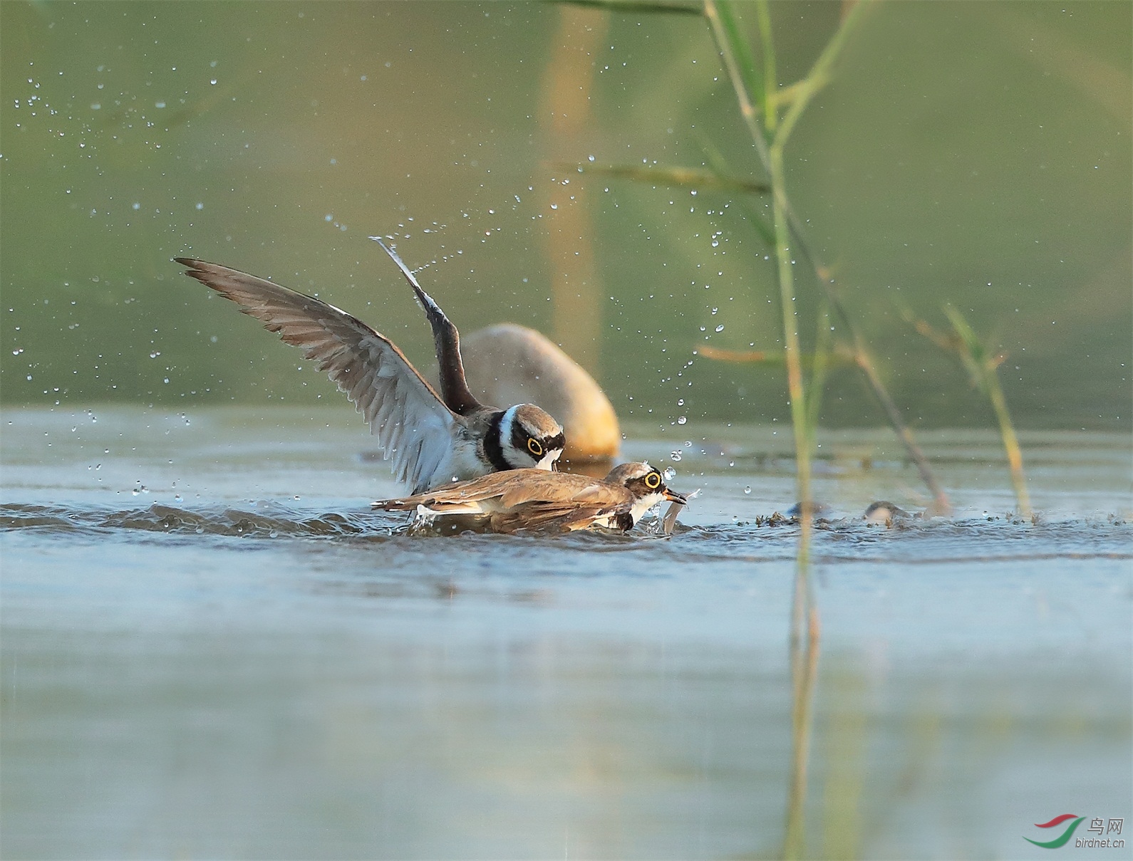 1 - ���� (2).JPG