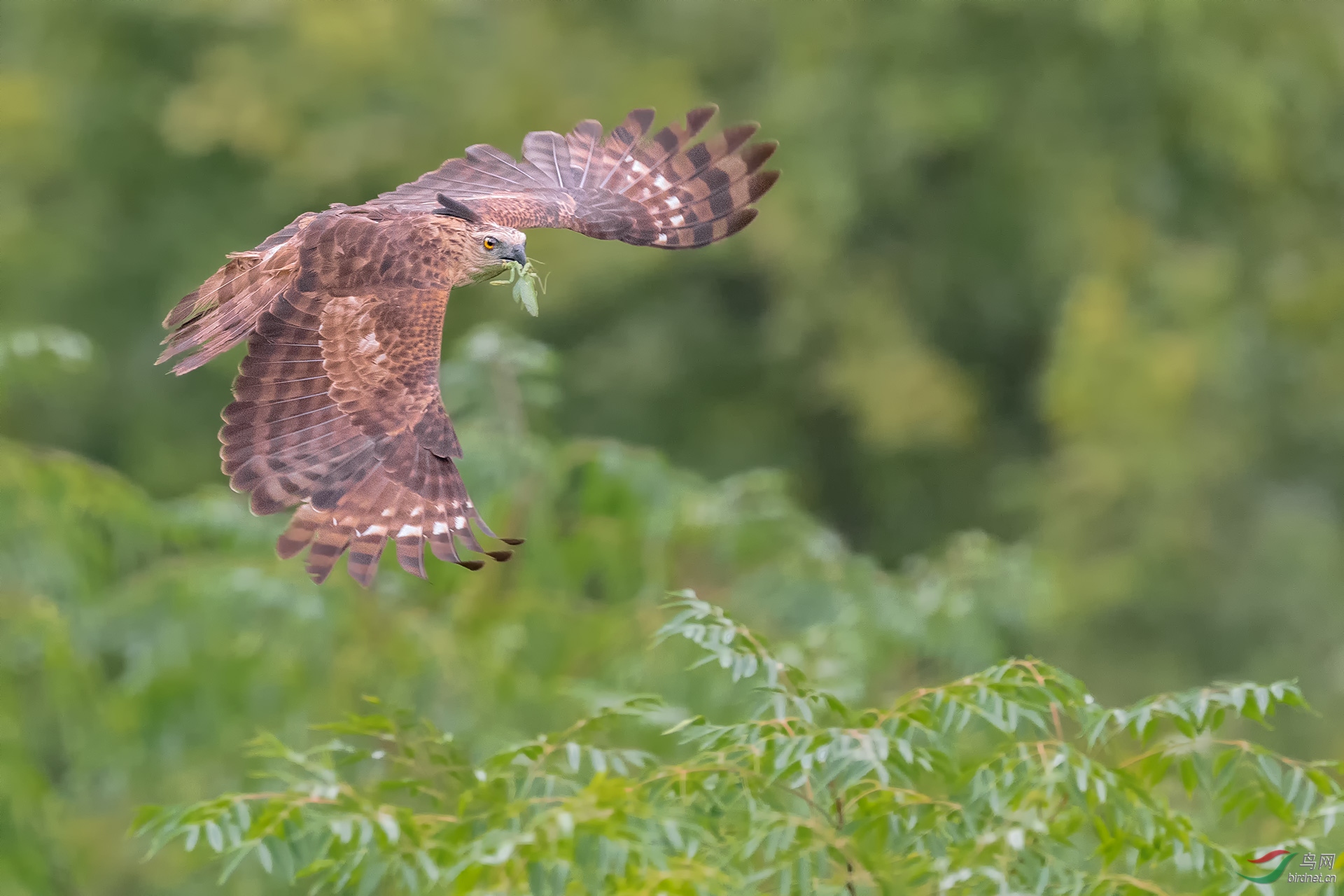 _DSC7051-1.jpg