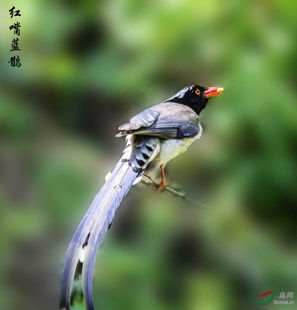 IMG_9243A.jpg