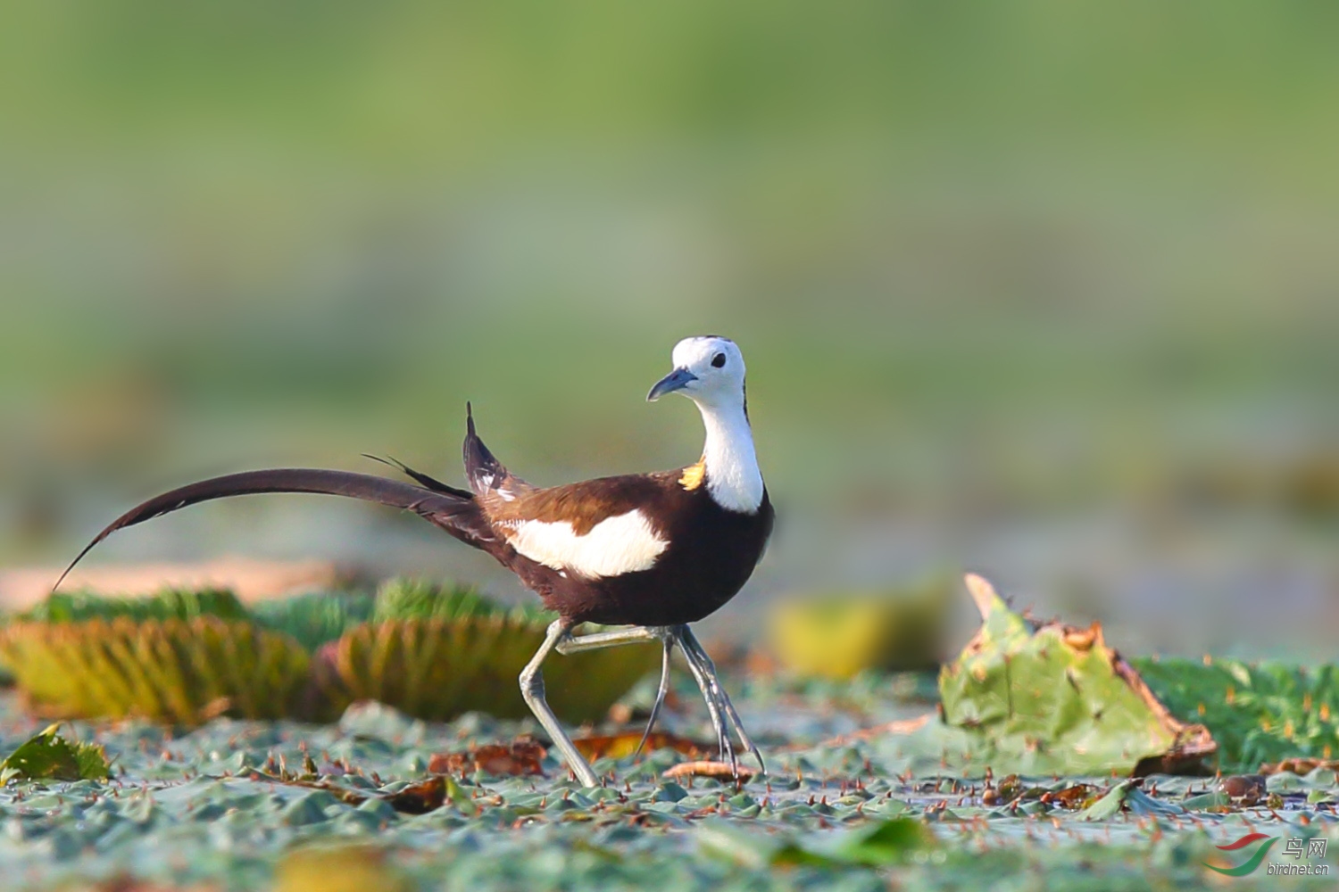 芡实上的水凤凰