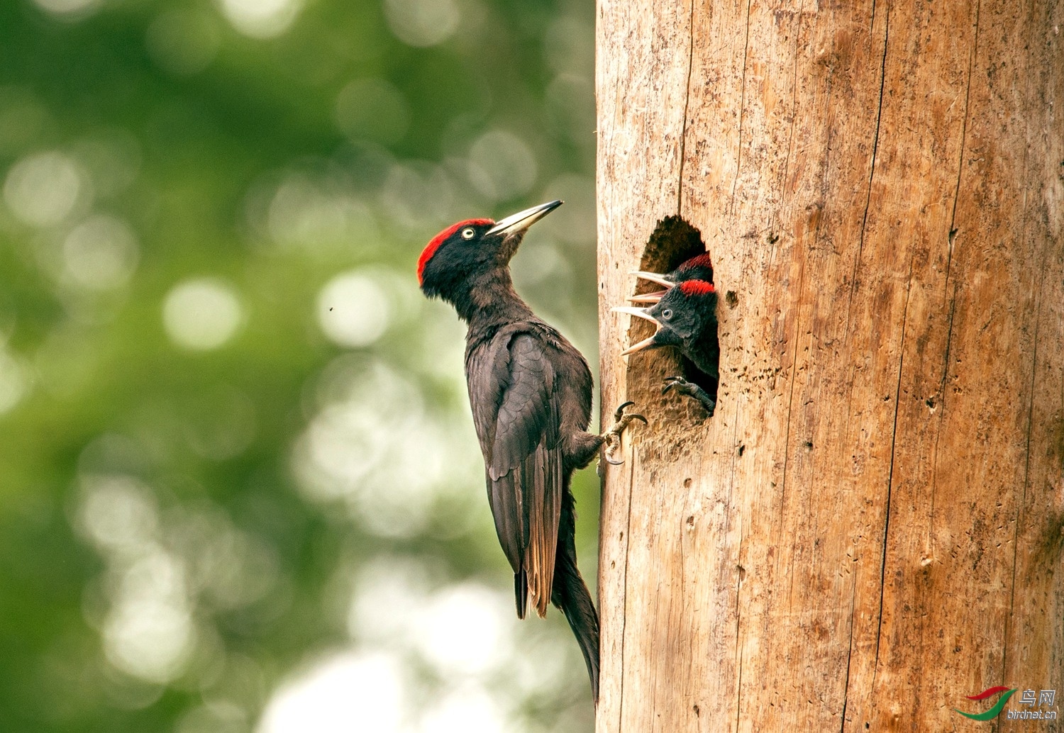 ������ѩ�� ��ʦ�����ڼ���ʡ��ɽ�У���.jpg