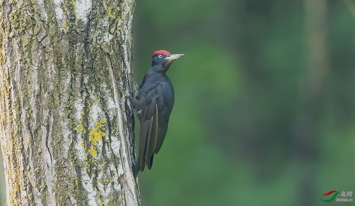 ��è�� ��ʦ����������ʡ ��˳�� ��ԭ����������.jpg