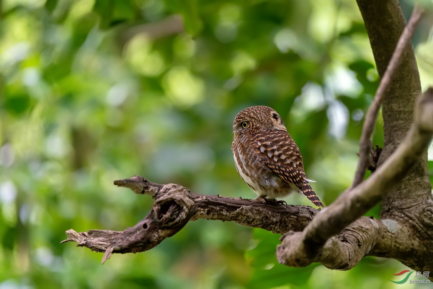 手持260野拍领鸺鹠