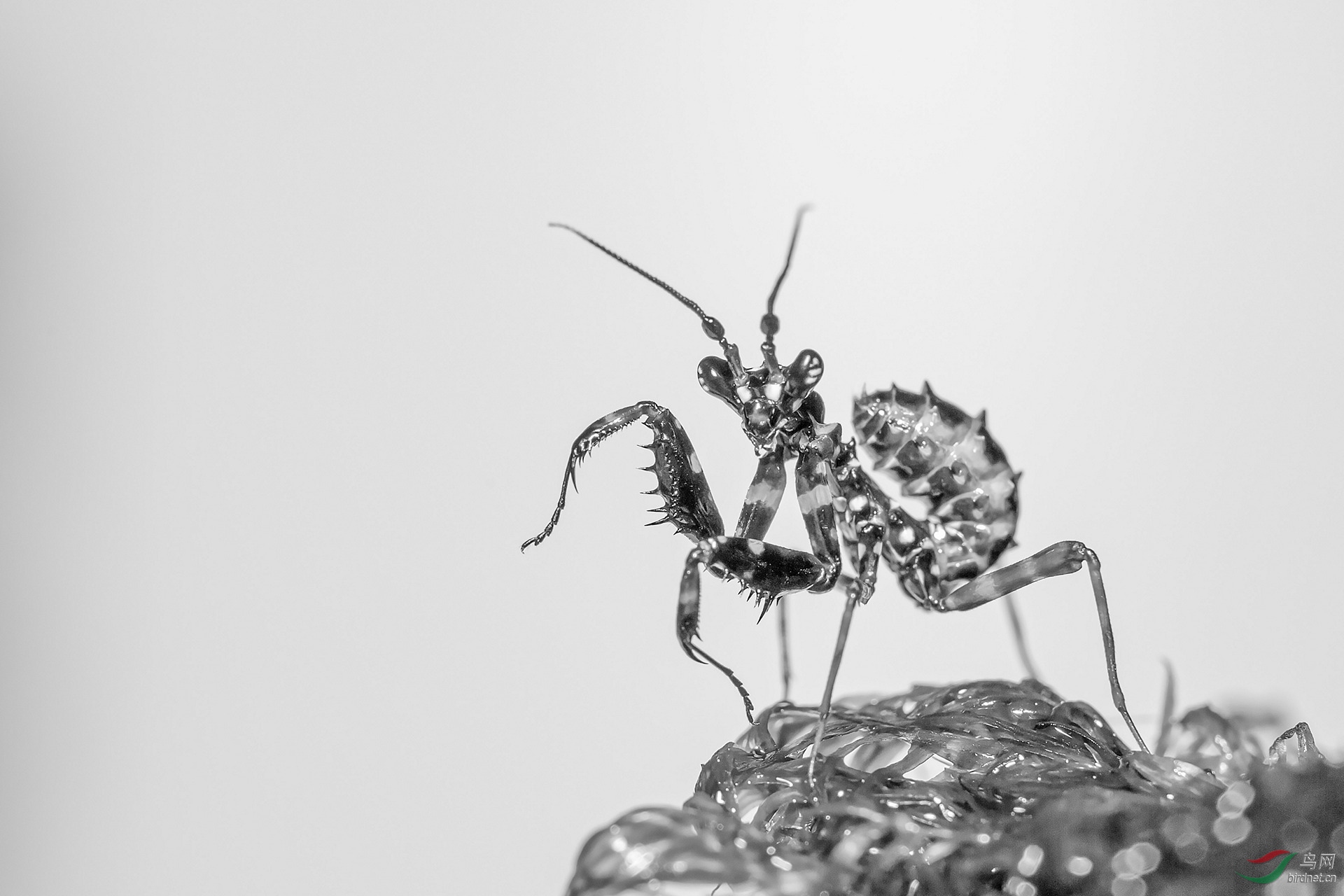 [综合] 螳螂!----祝贺老师佳作荣获黑白影像首页精华!