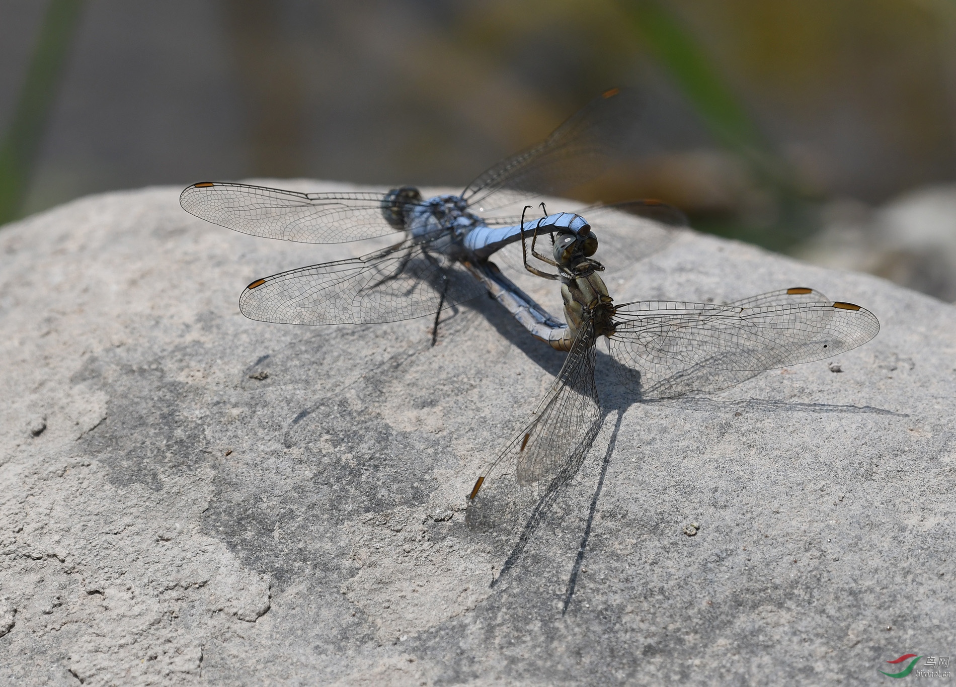 ������Ӱ 1442����.jpg