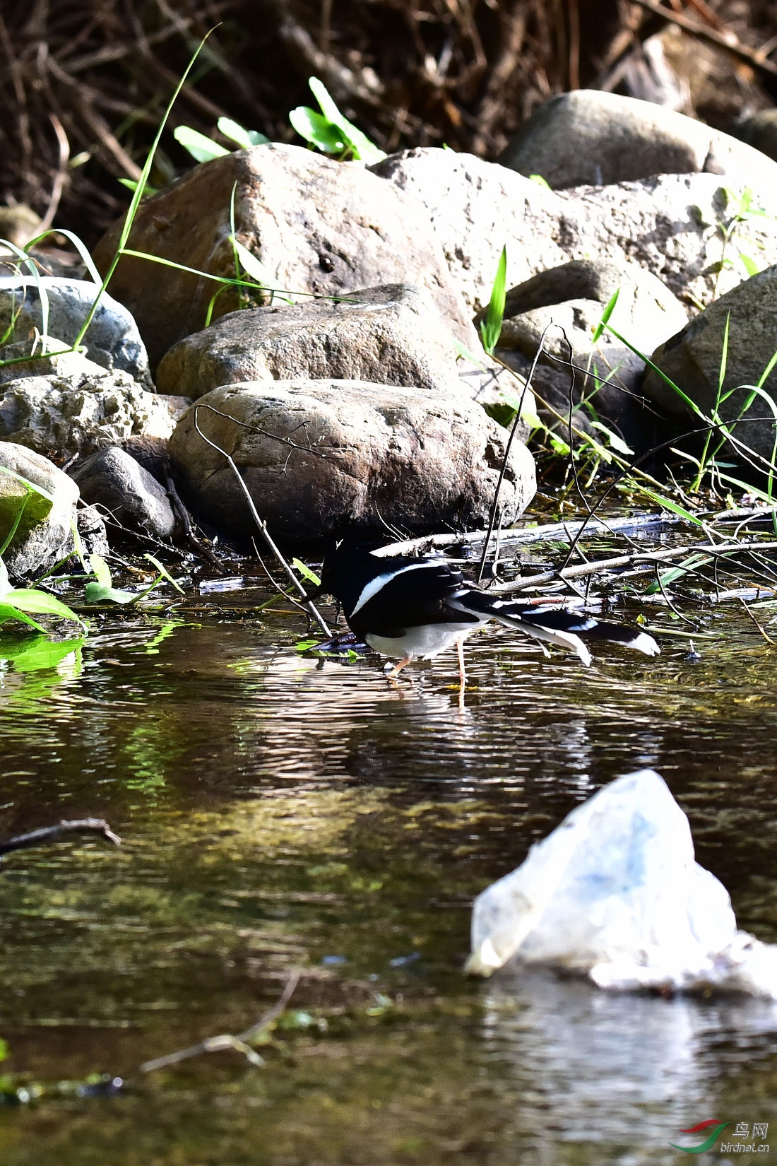DSC_0274.JPG