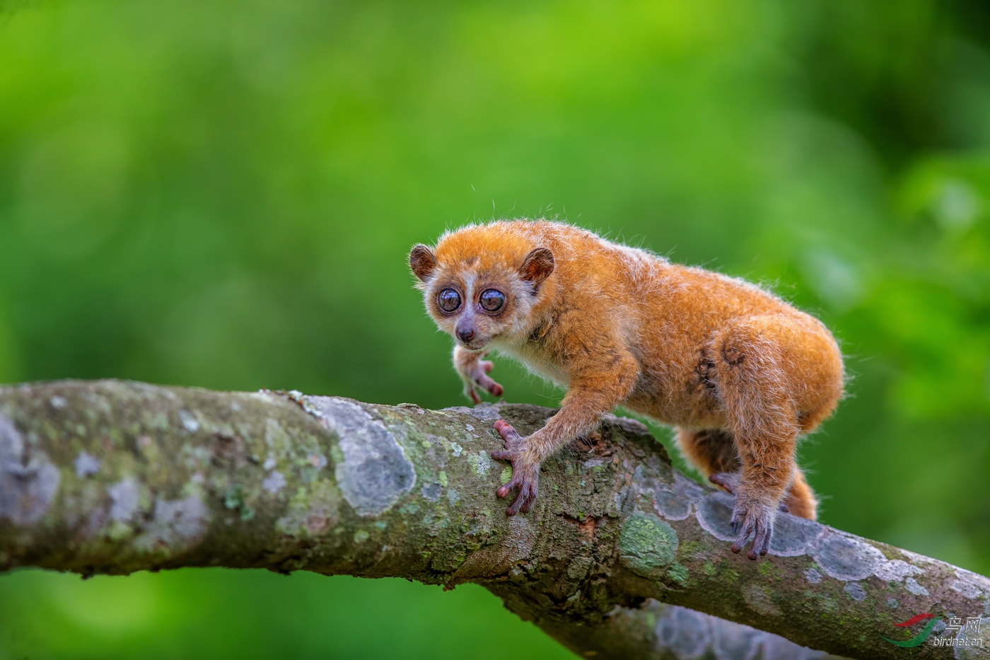 [哺乳] 蜂猴------贺荣获vip佳作