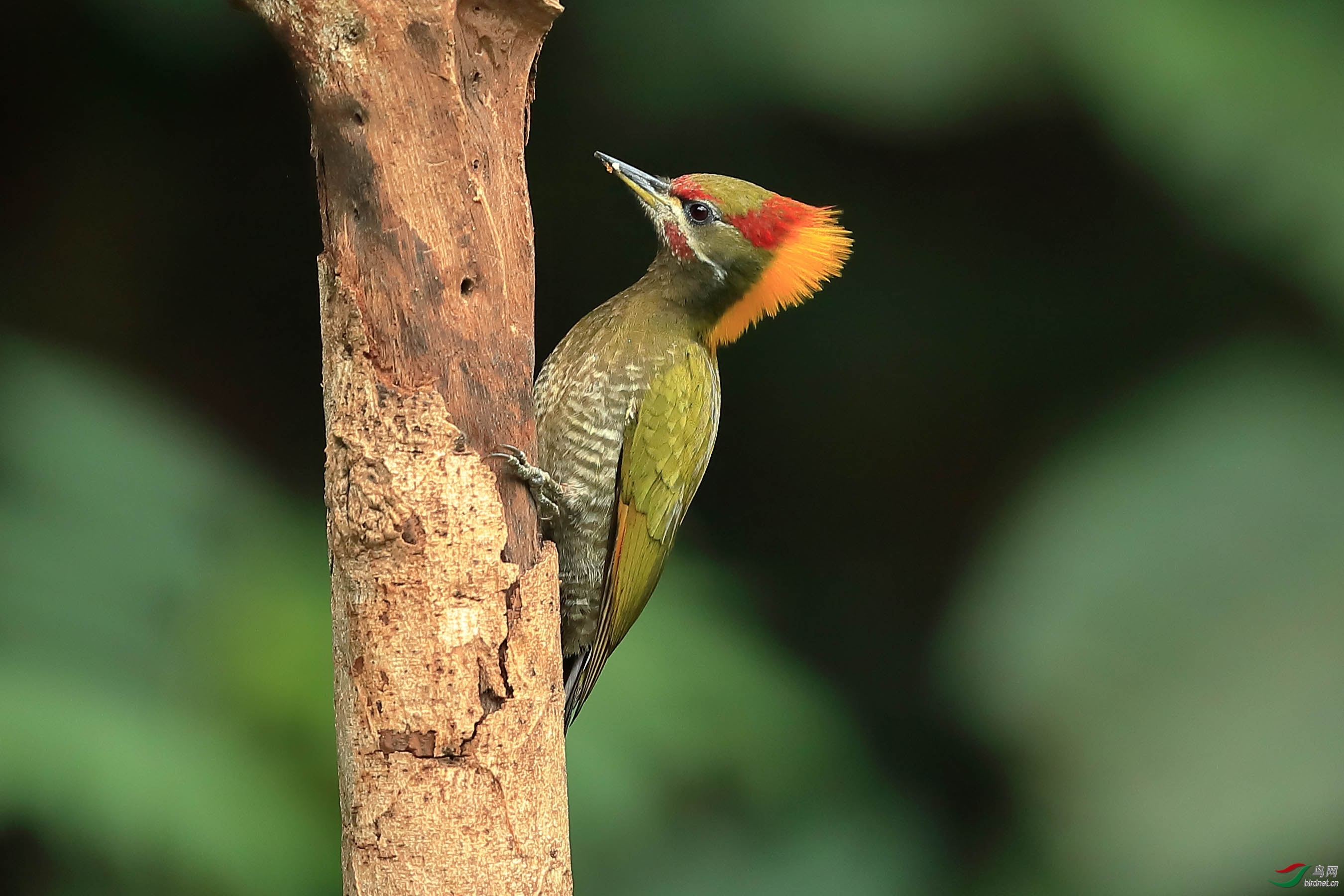 黄冠啄木鸟