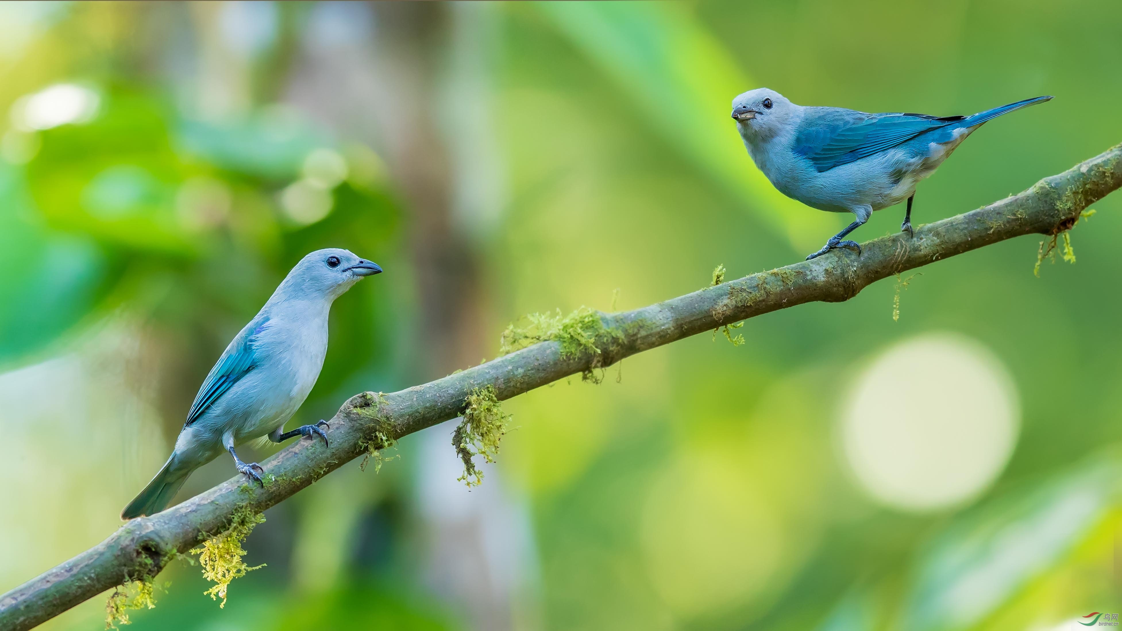 南美靓鸟——灰蓝裸鼻雀