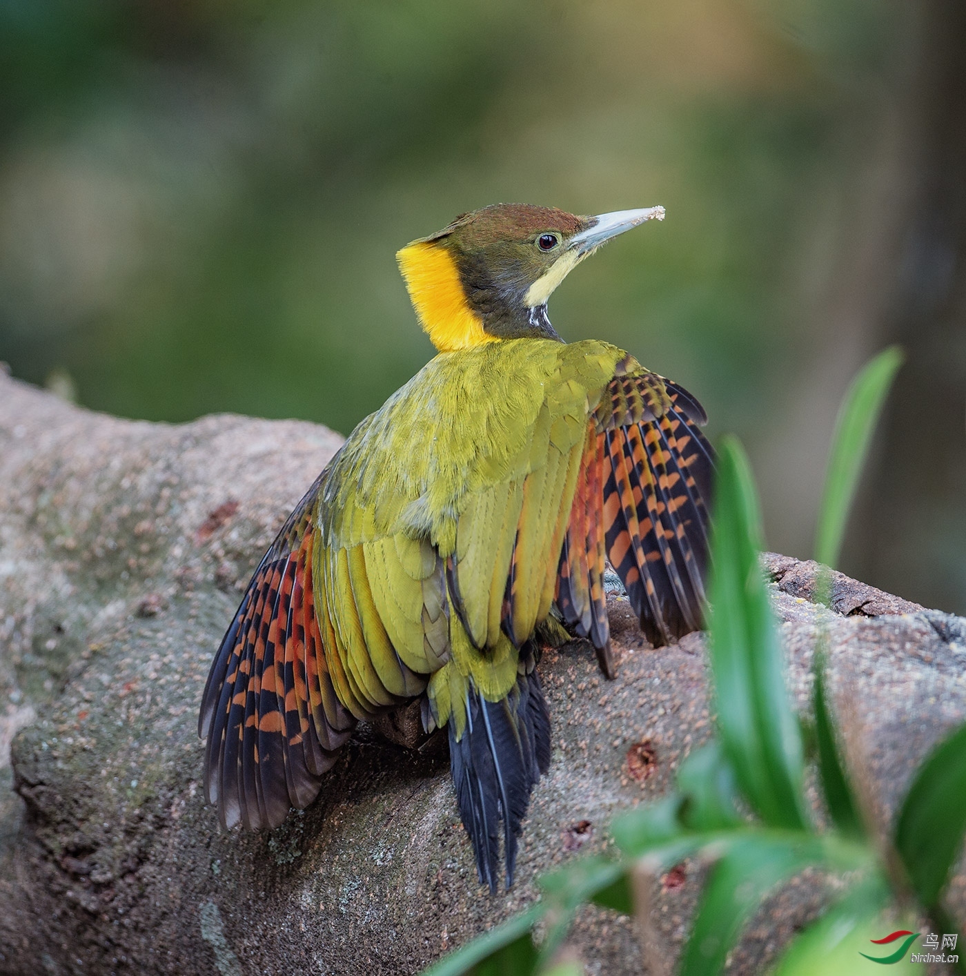 大黄冠啄木鸟