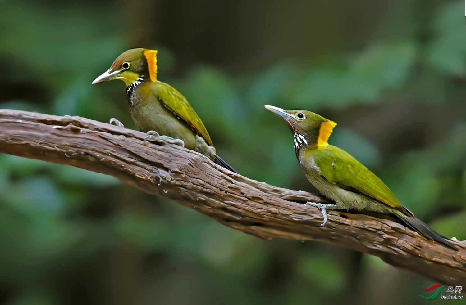 ����09 ��ʦ����.������ʡ��ɽ��1.jpg