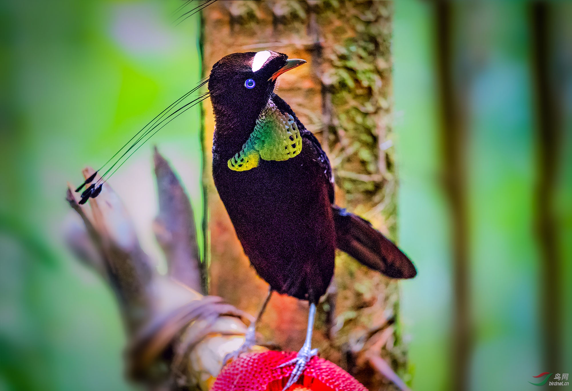 阿法克六线极乐鸟祝贺荣获鸟网首页精华