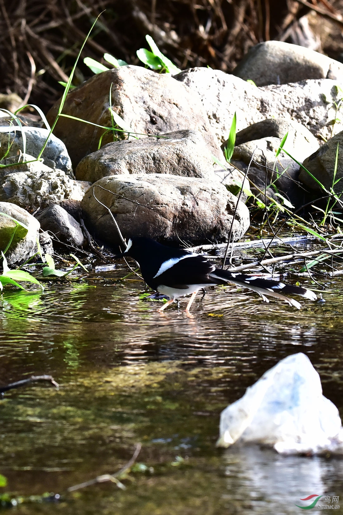 DSC_0275.JPG