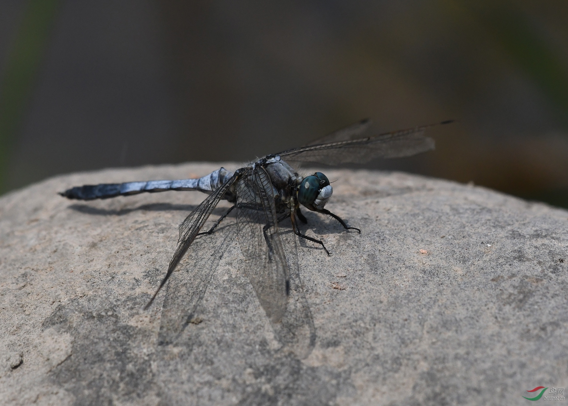 ������Ӱ 936����.jpg