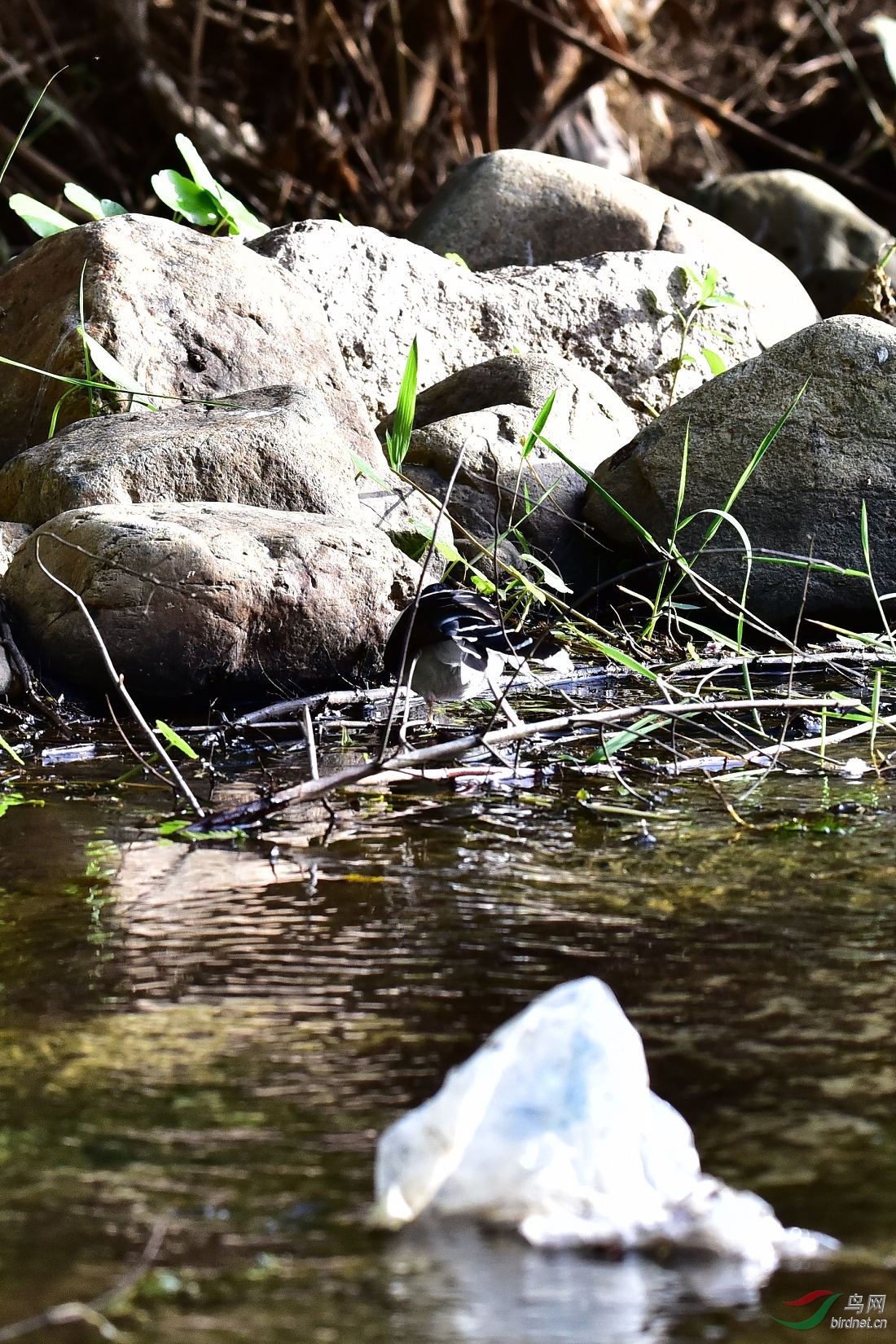 DSC_0279.JPG