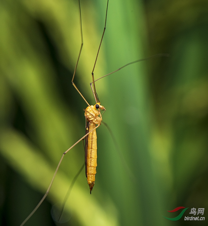 长脚蚊子有毒吗图片