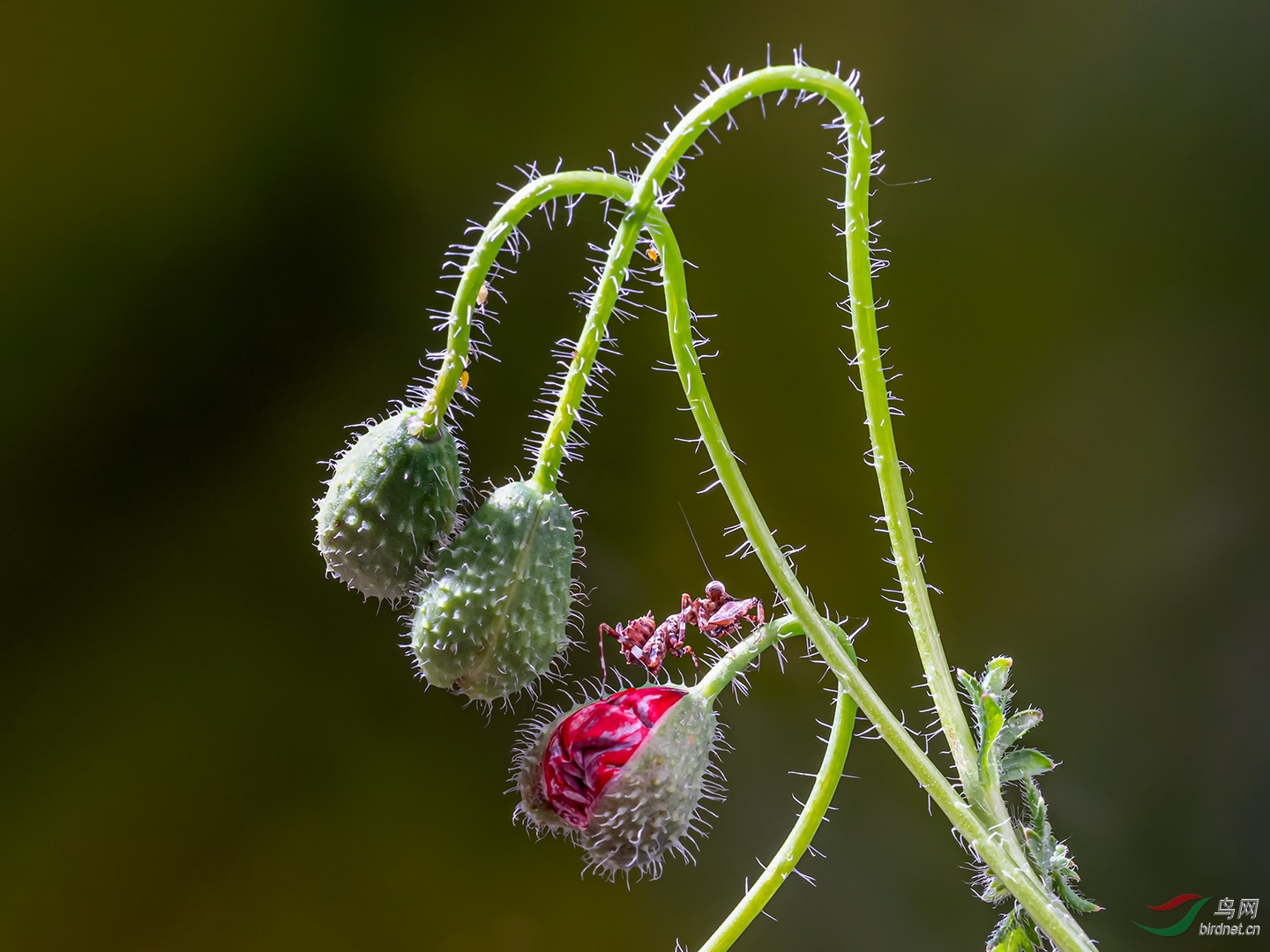 �����-1080.jpg