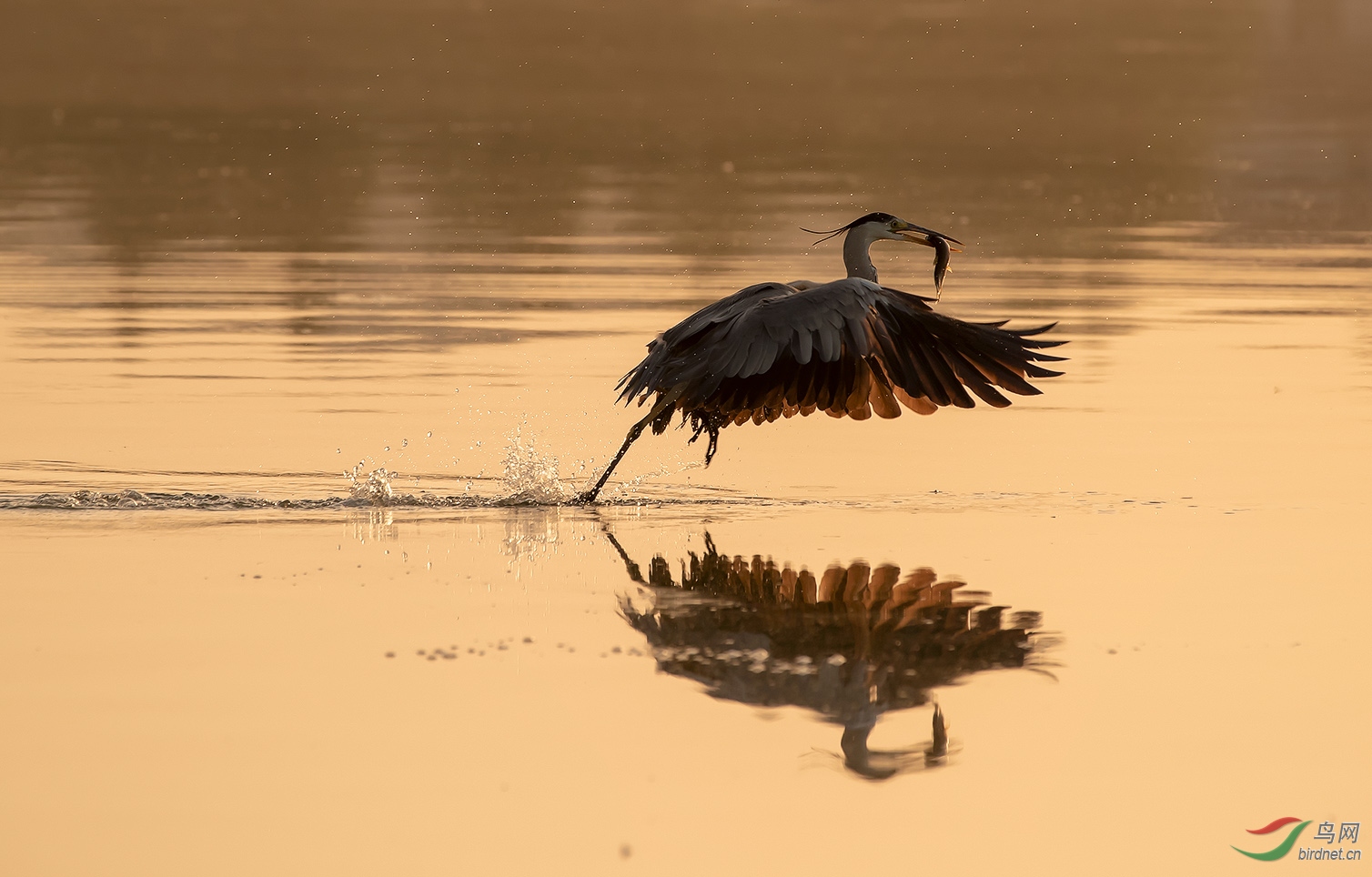 �������Ժ�