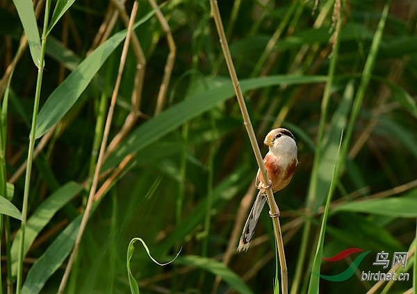 DSC_3686_����.jpg