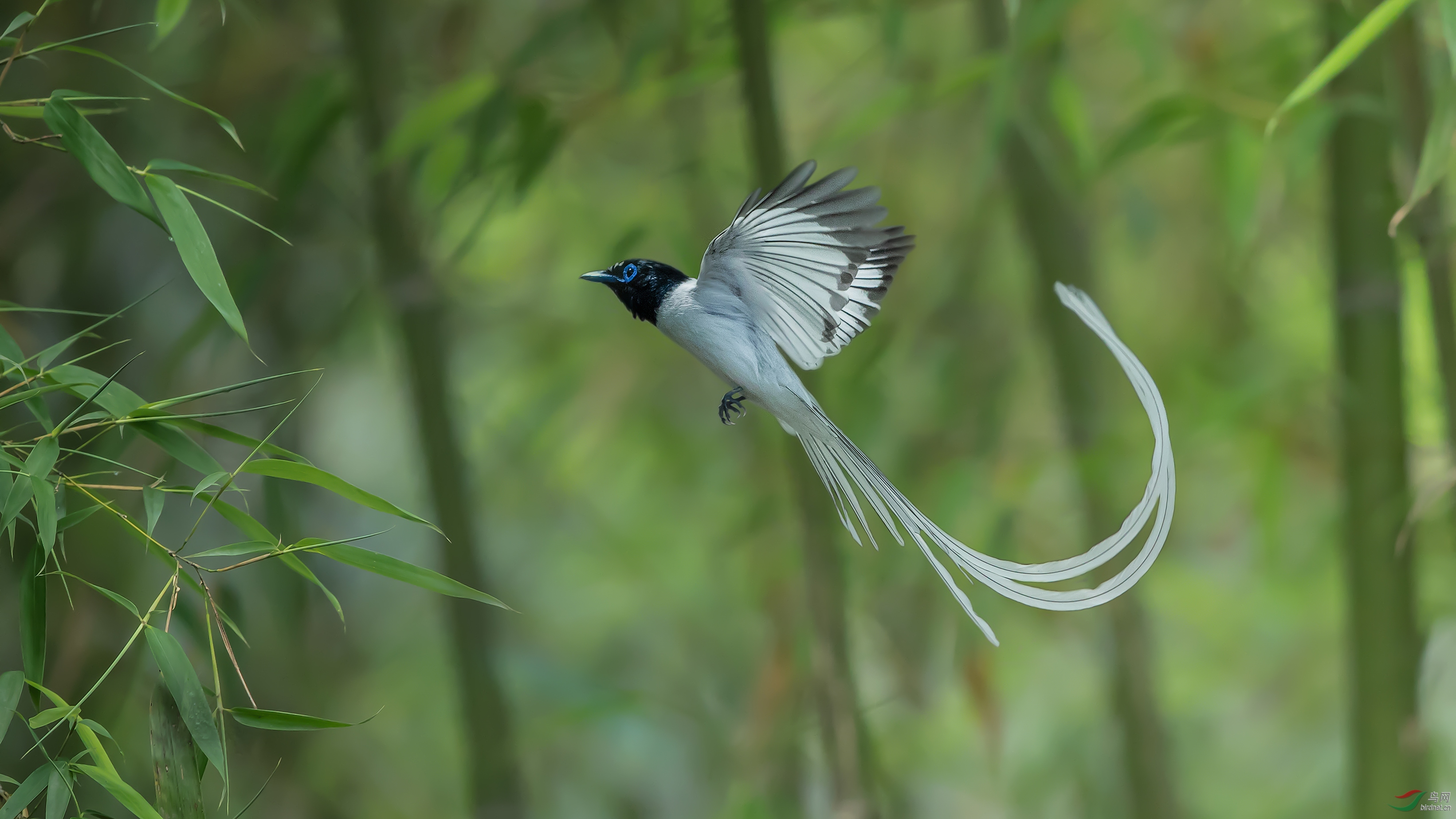长翎弯卷入云霄