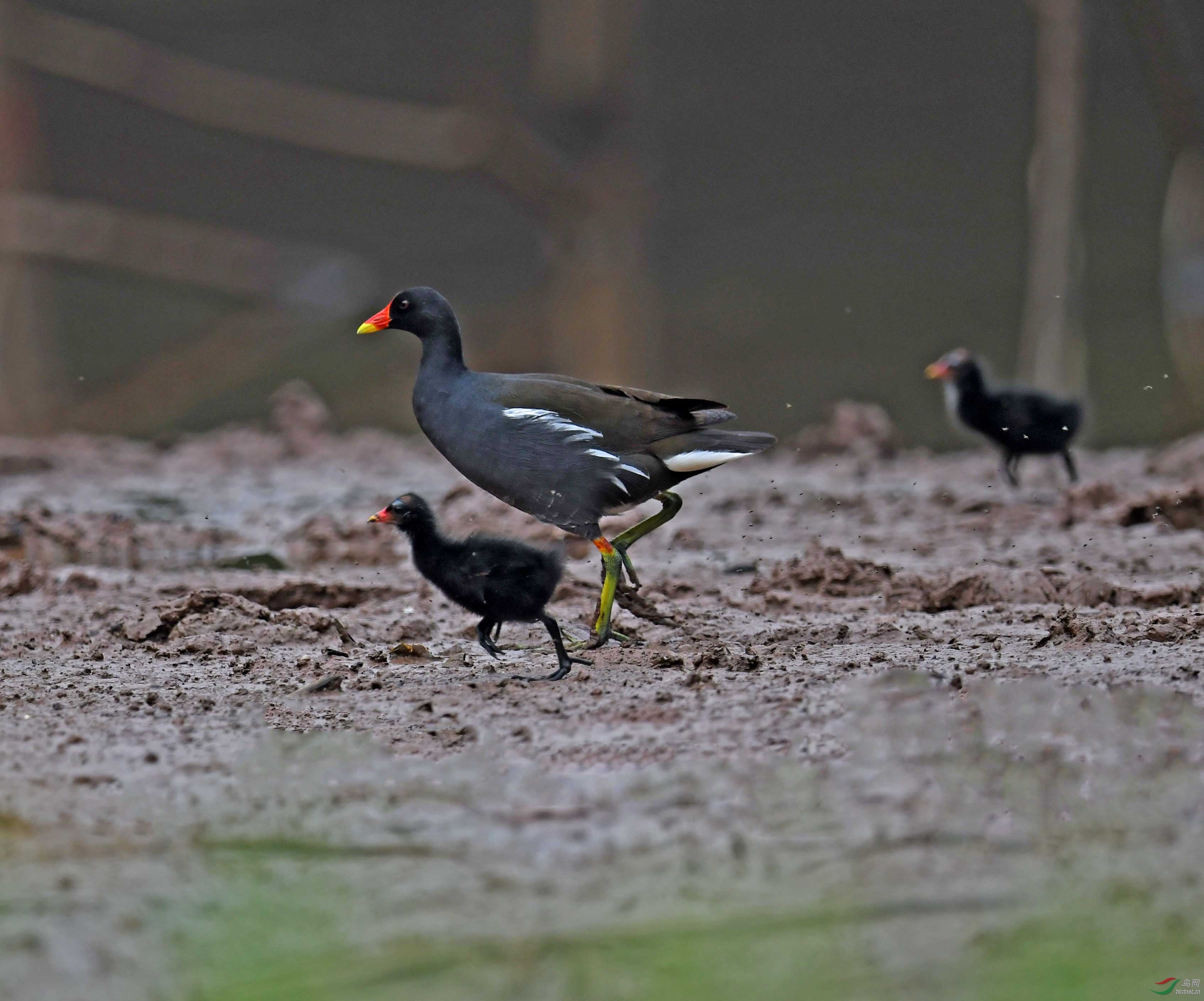 DSC_3638 - ����.JPG