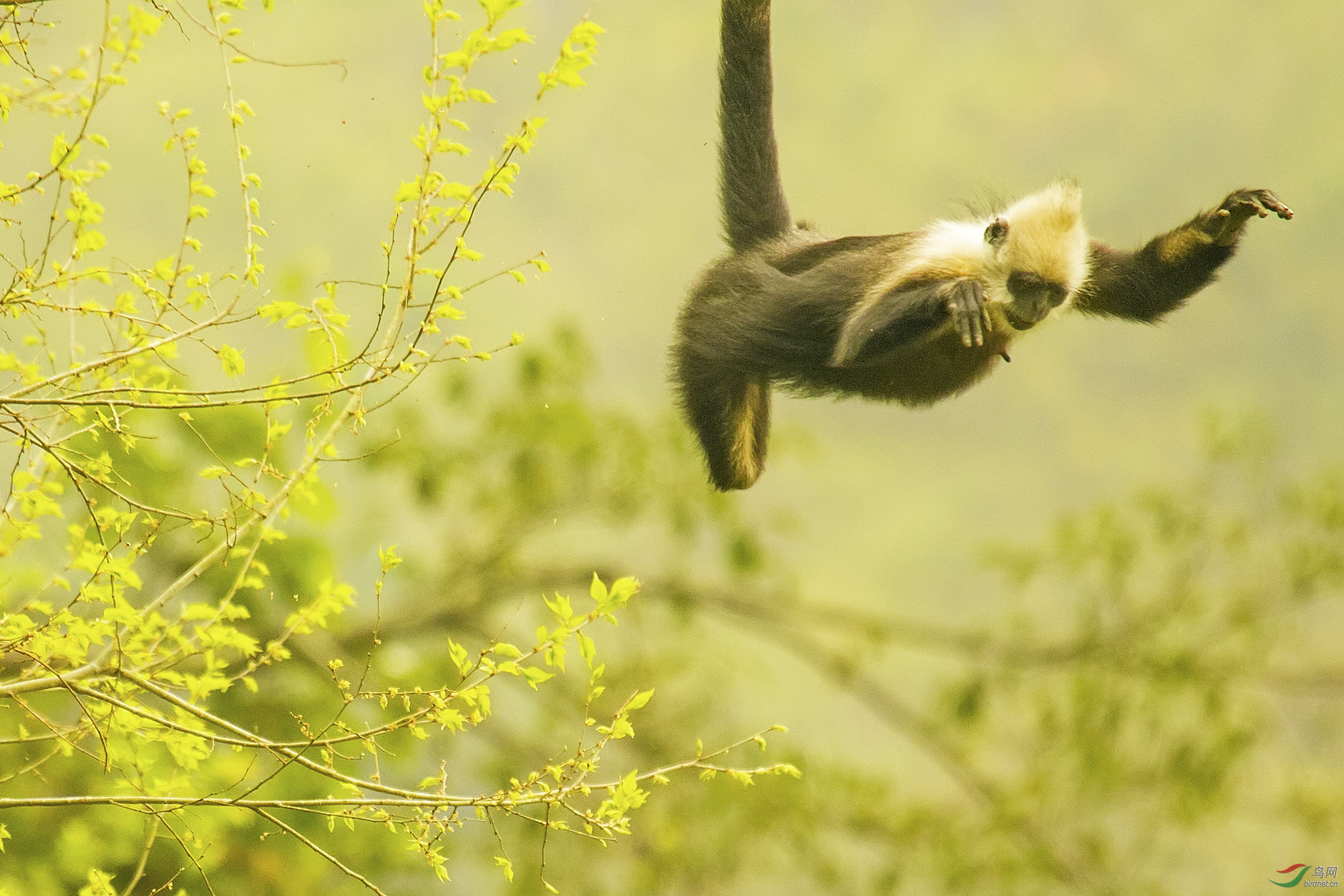 勇敢者的游戏(白头叶猴囯家一级保护动物)