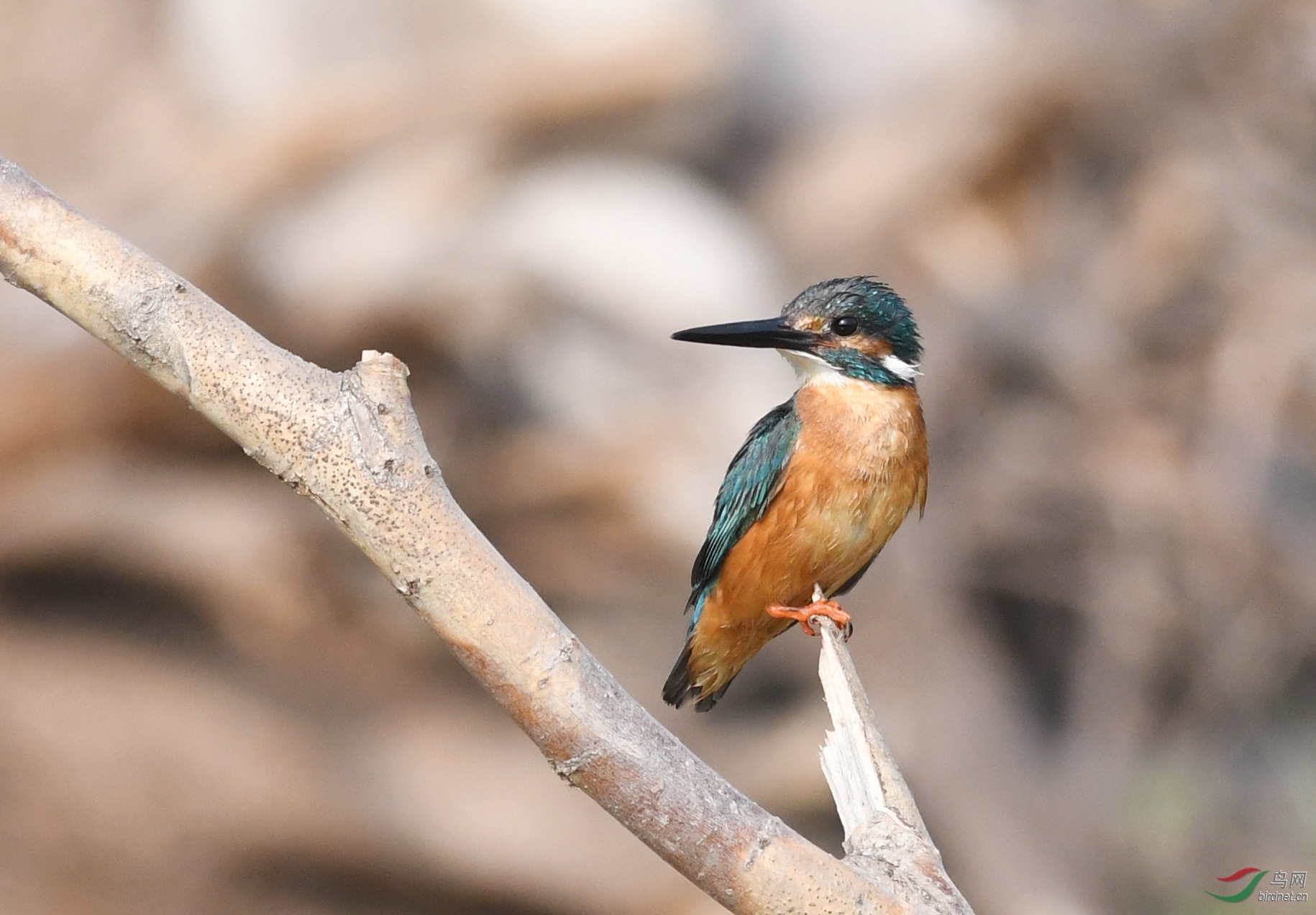 ������Ӱ 088����.jpg