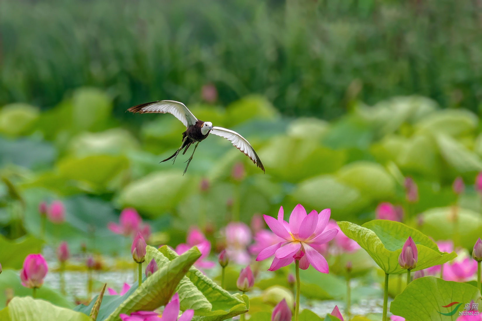 DSC_8787.jpg