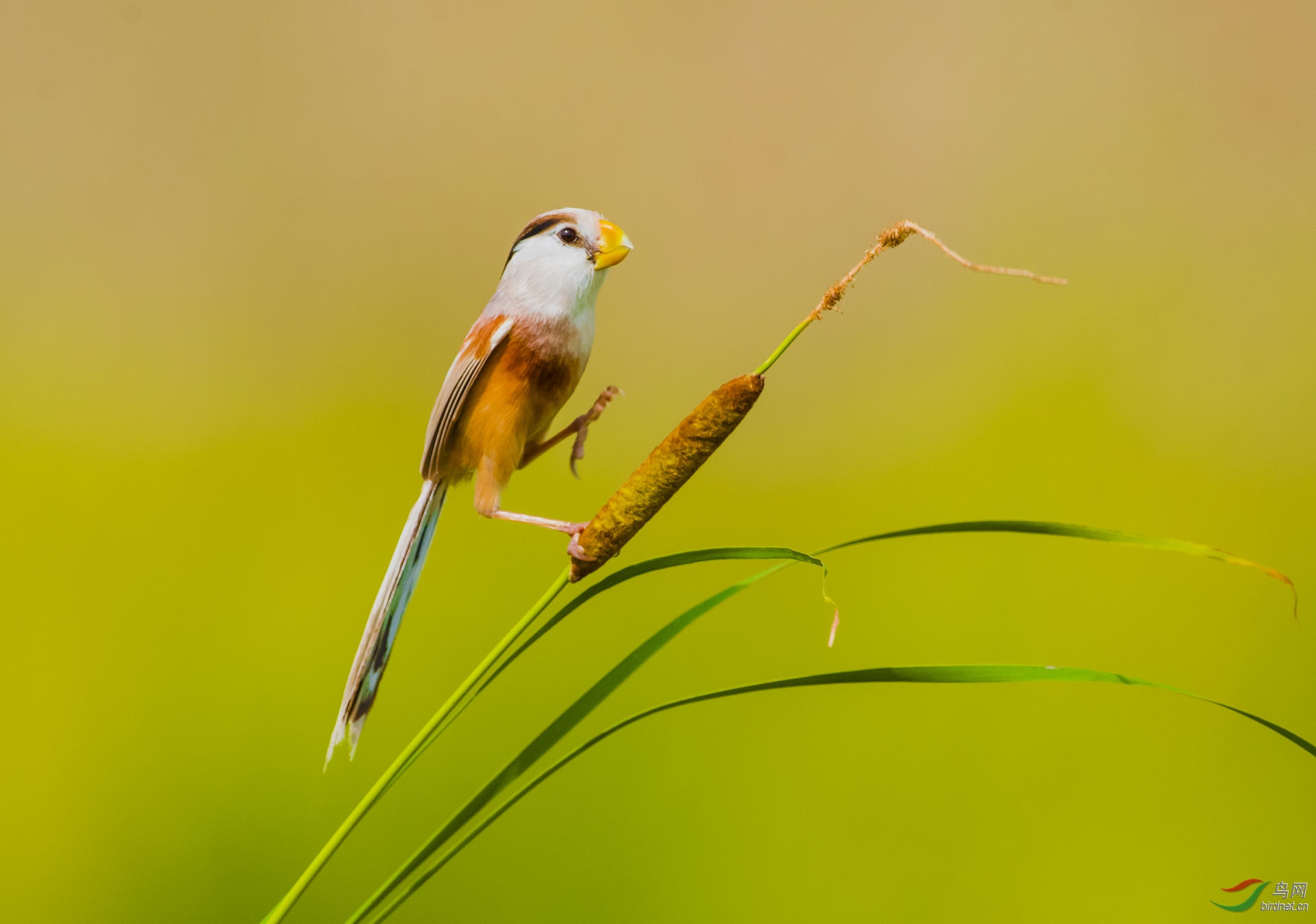 ����ʪ����̬��---��ѻȸӭ����