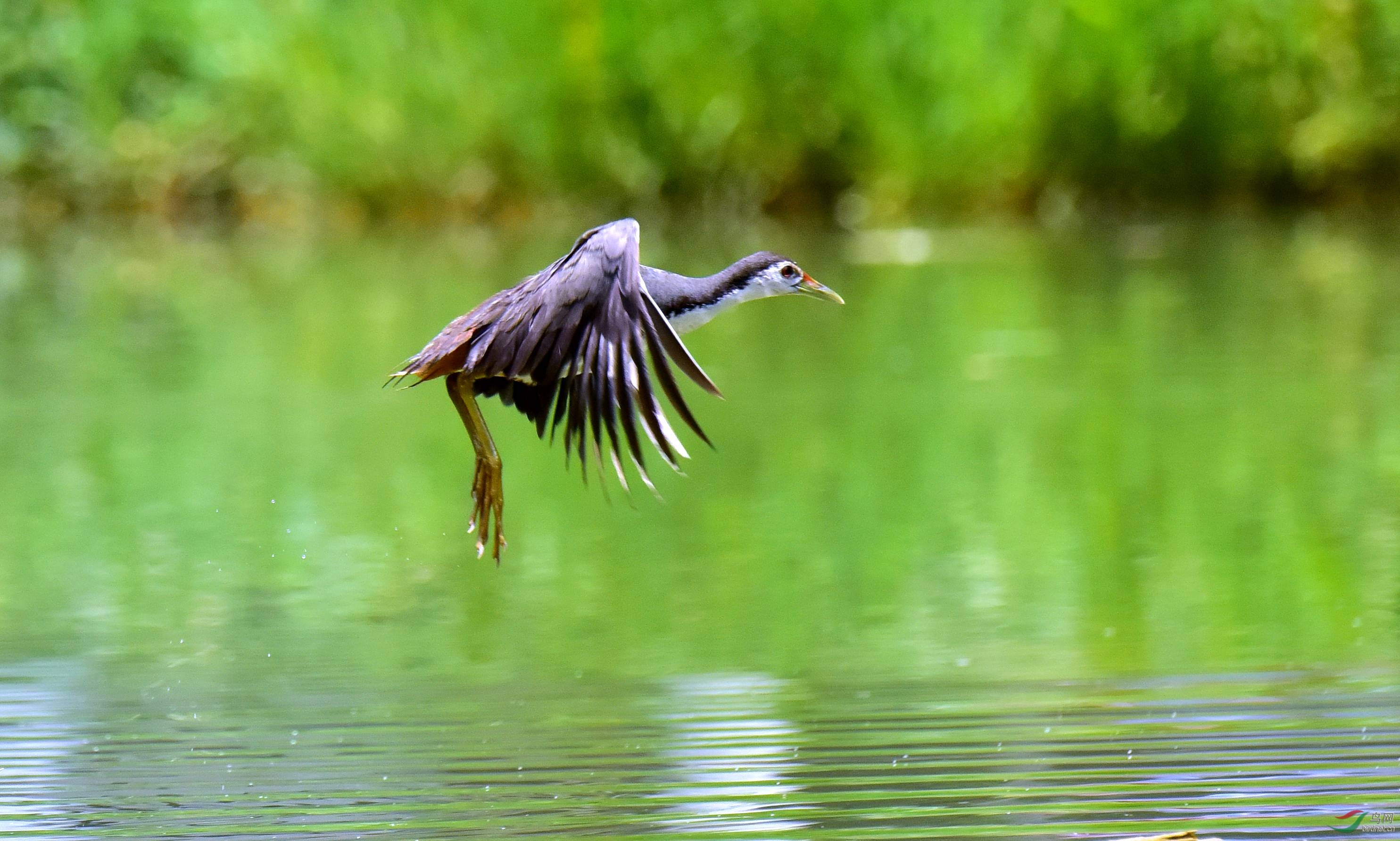 DSC_2228_conew2.jpg