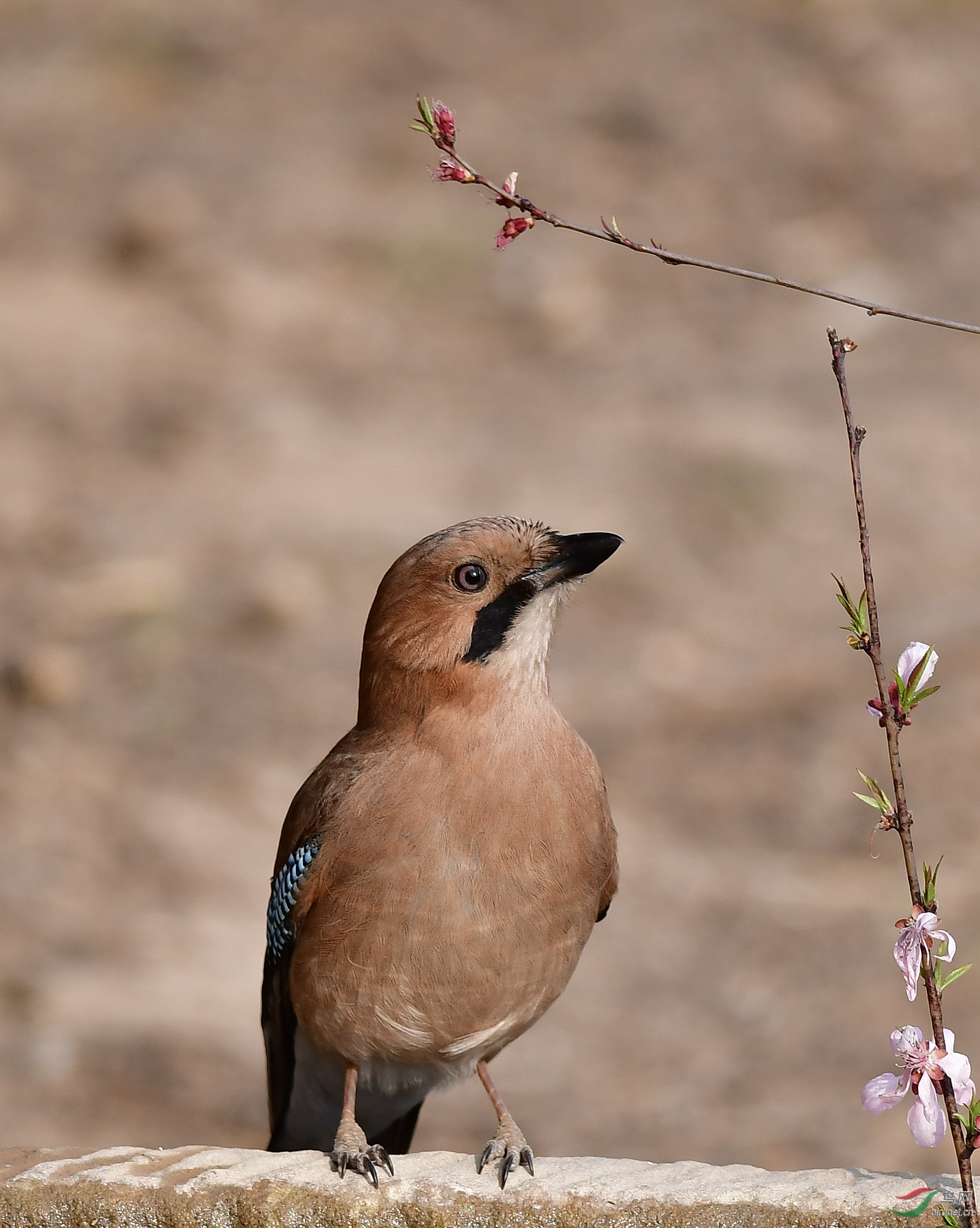 DSC_6348_����.jpg