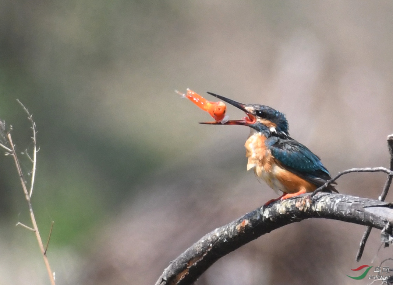 ������Ӱ 2421����.jpg