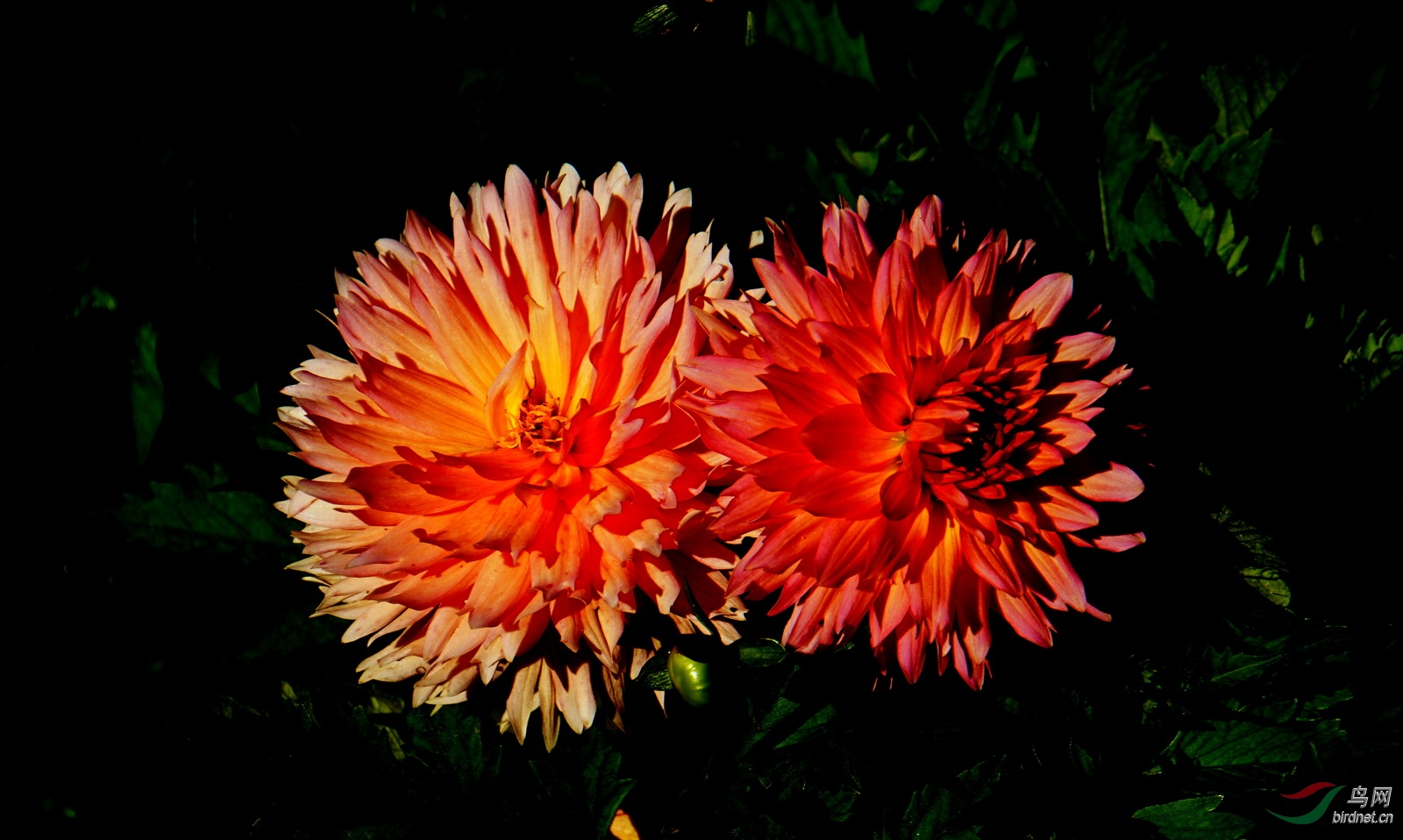 DSC08897.JPG