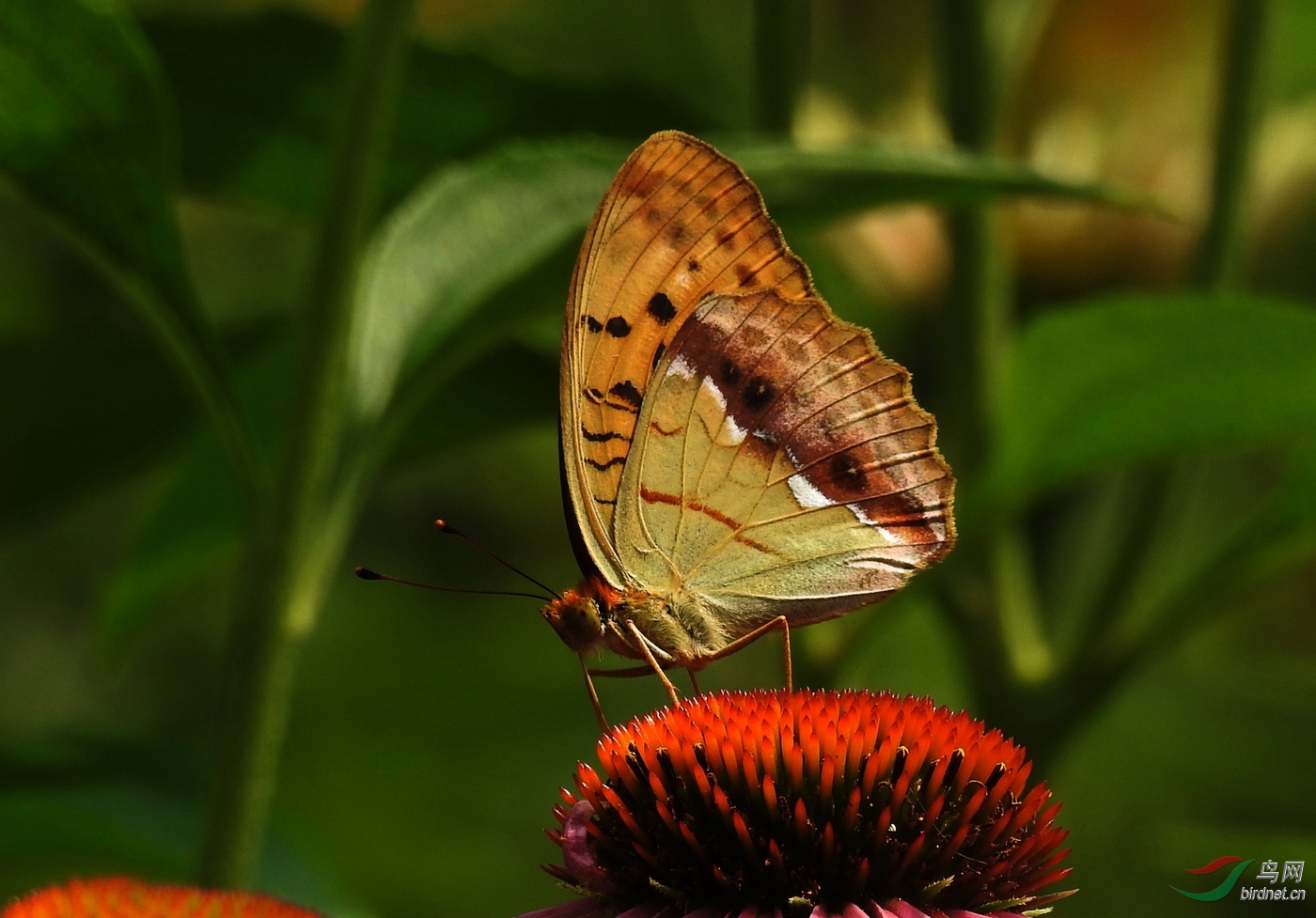 DSCN4694.JPG
