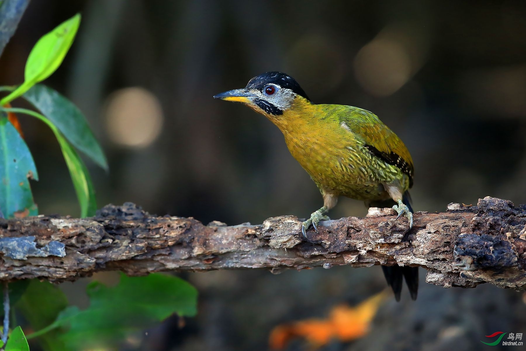 ������Ӱ ��ʦ����.jpg