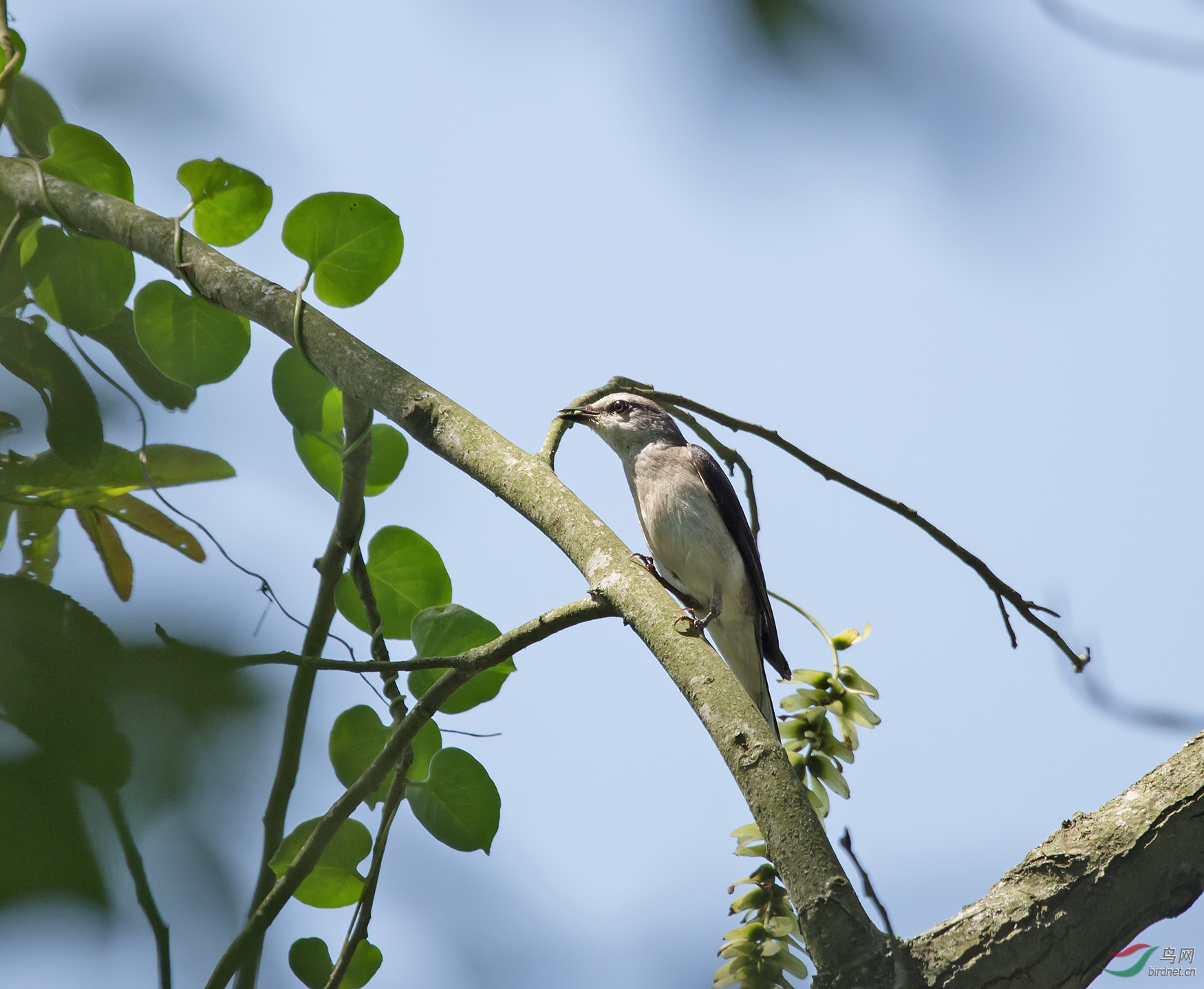 15��  С��ɽ����