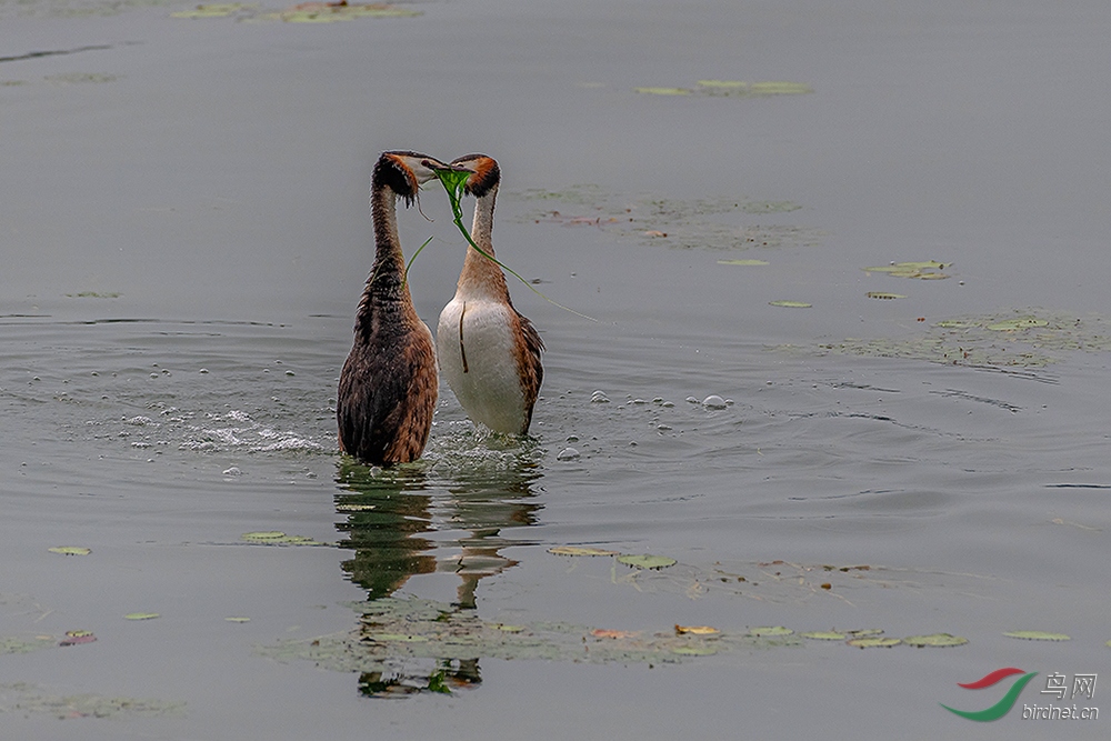 DSC_3469ABCD.jpg