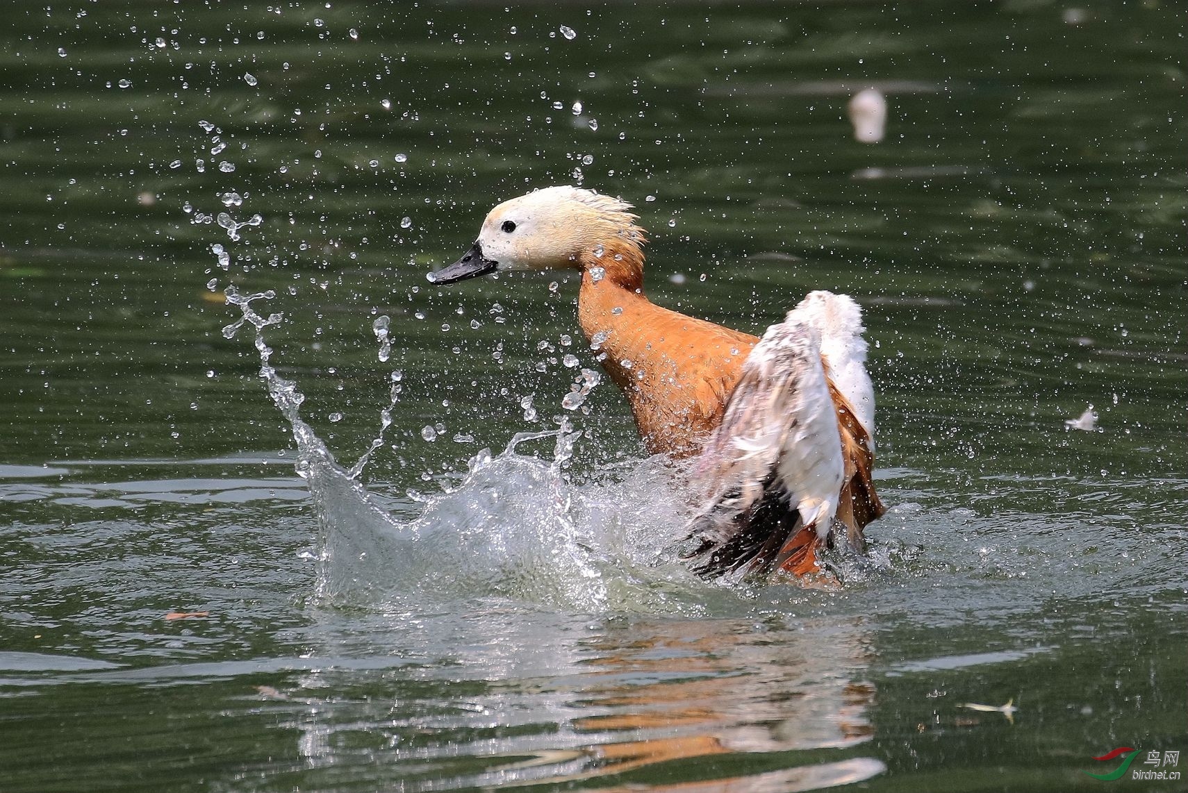 欢畅洗浴的赤麻鸭