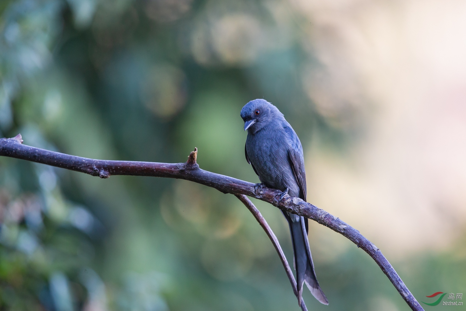 林鸟祝鸟友们端午节安康灰卷尾西南亚种